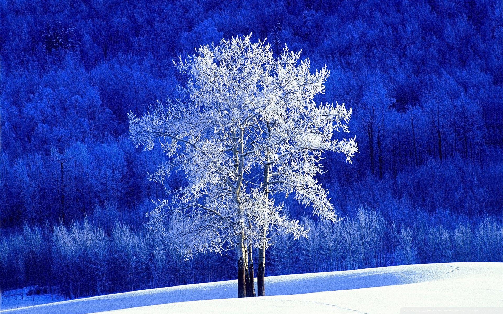 1920x1200 Winter, British Columbia, Canada Ultra HD Desktop Background Wallpaper for 4K UHD TV : Widescreen & UltraWide Desktop & Laptop : Tablet