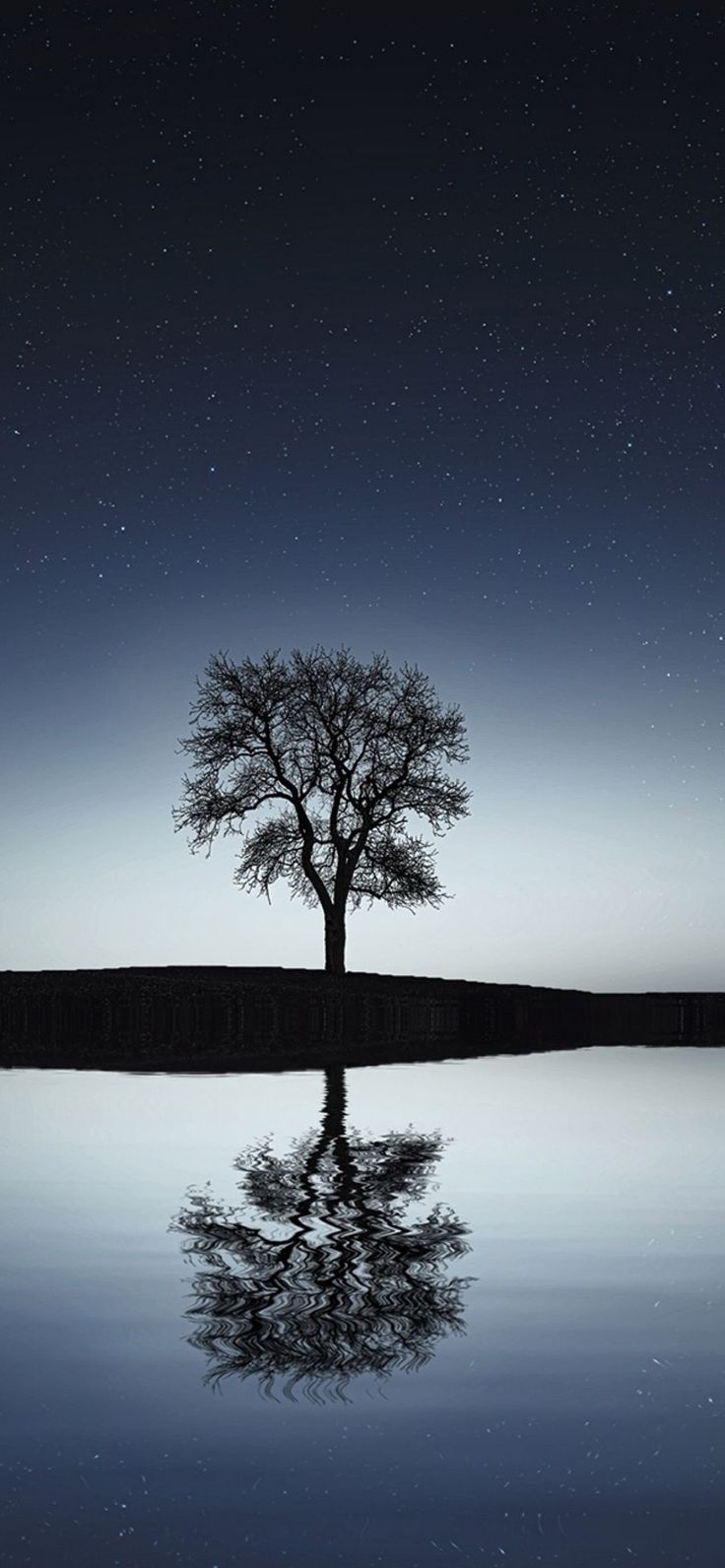 736x1592 All About the Trees iPhone 13 Pro Max Wall Paper iPhone Wallpaper, Minimalist iPhone Wallpaper, iPhone Background, Insta. iPhone wallpaper trees, Tree phone wallpaper, iPhone background wallpaper