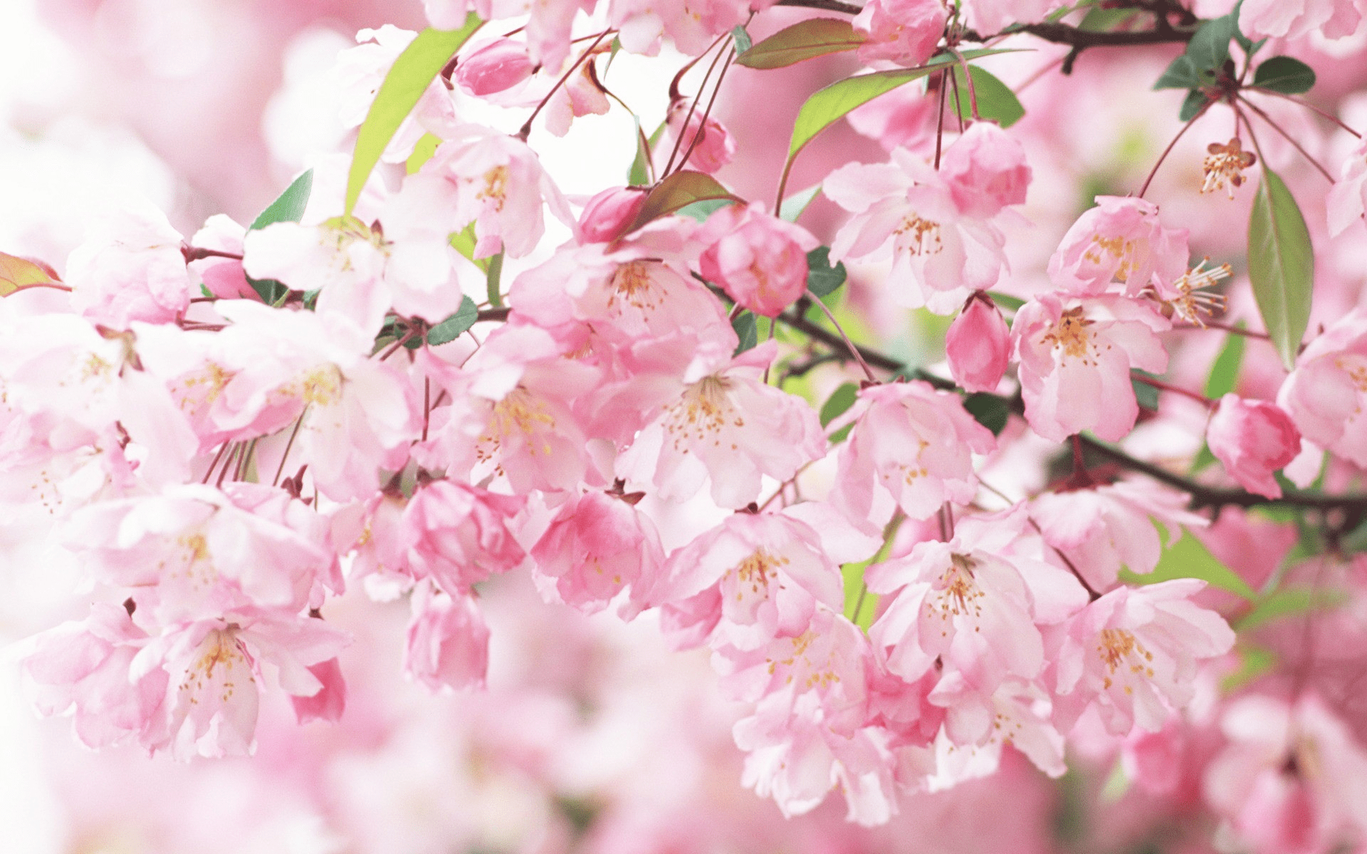 1920x1200 VS Pink Wallpaper HD