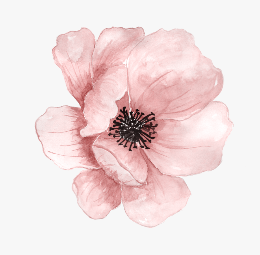 900x883 Watercolor Peonies Png Background Flower Png, Free Transparent Clipart