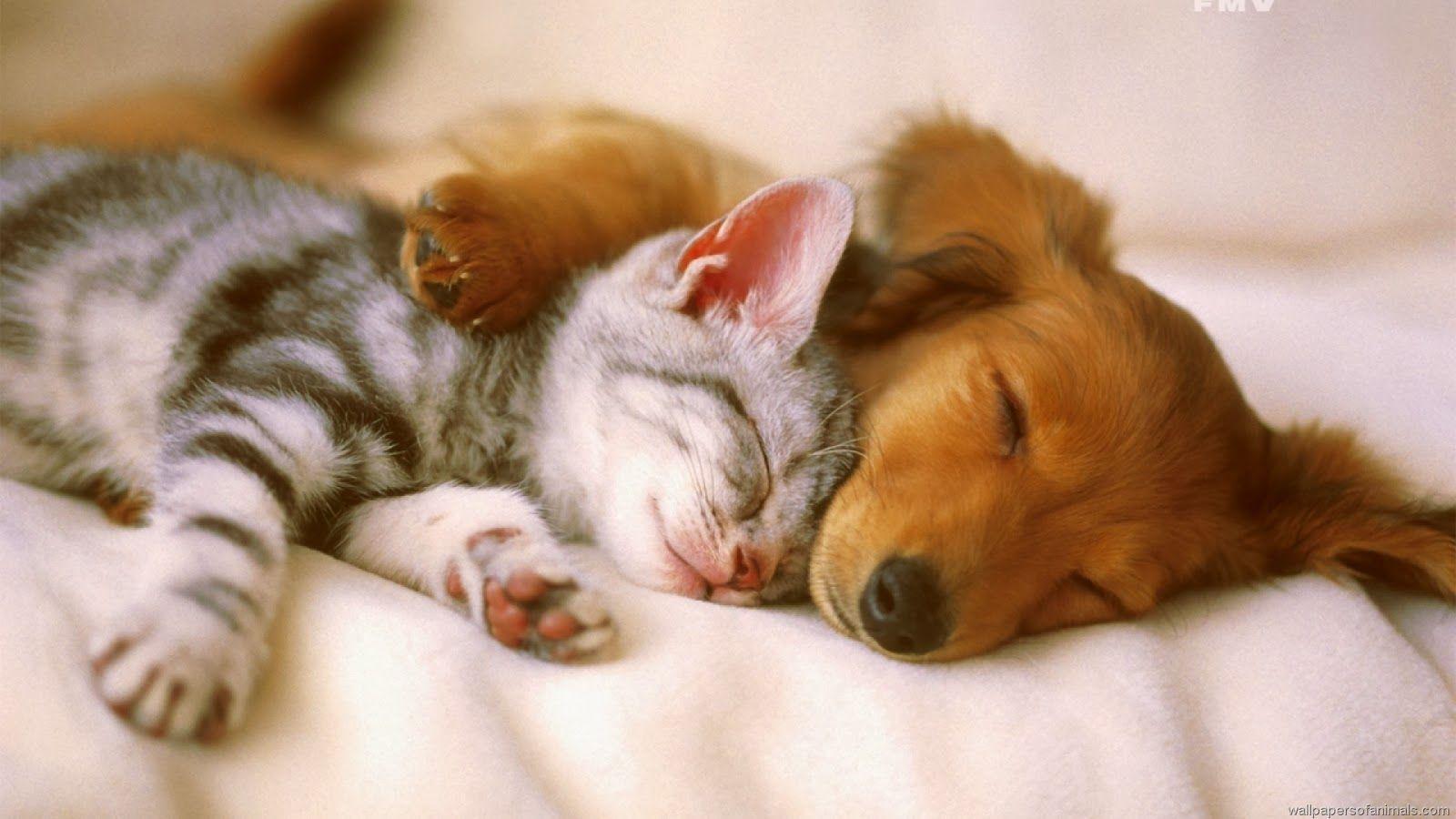 Cats and Dogs Wallpapers - Top Free Cats and Dogs Backgrounds -  WallpaperAccess