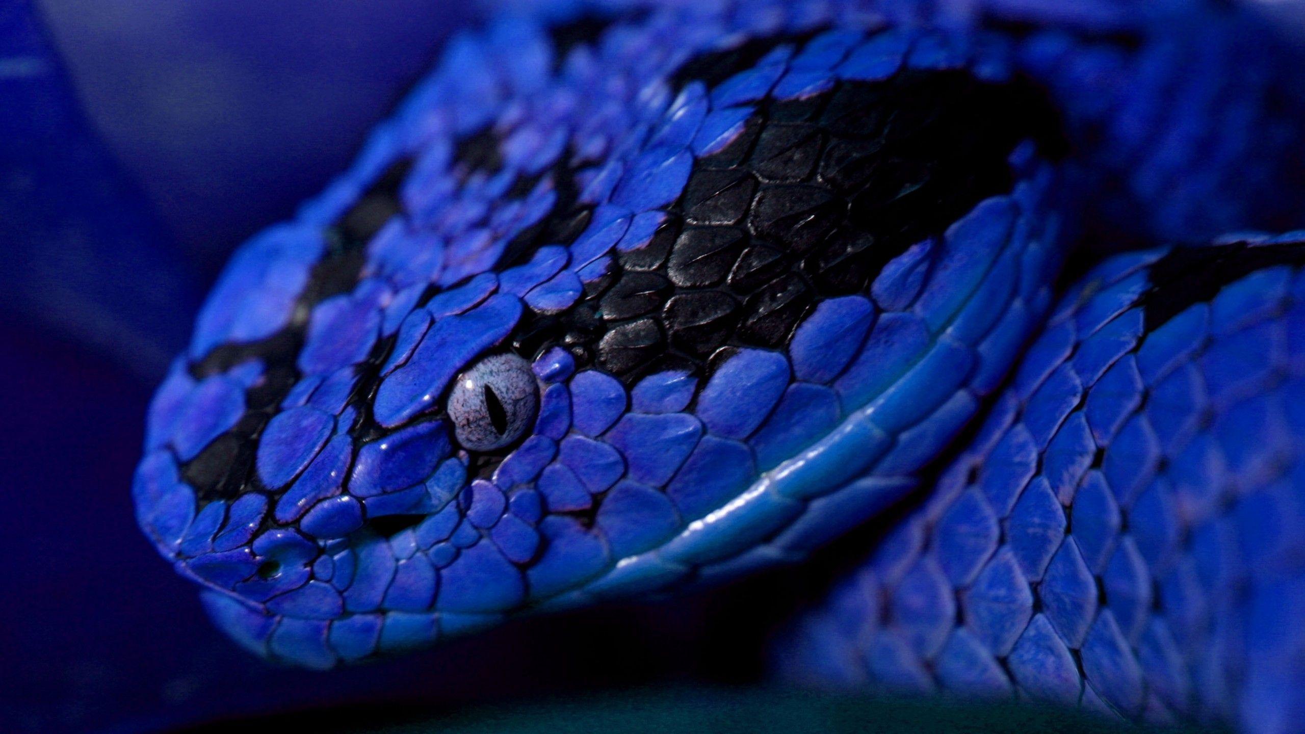 2560x1440 Wallpaper Snake, blue, danger, eyes, Animals
