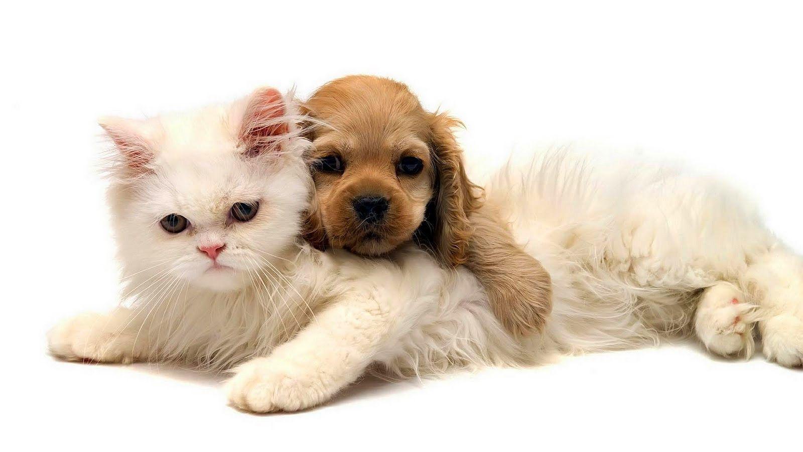 Cats and Dogs Wallpapers - Top Free Cats and Dogs Backgrounds -  WallpaperAccess