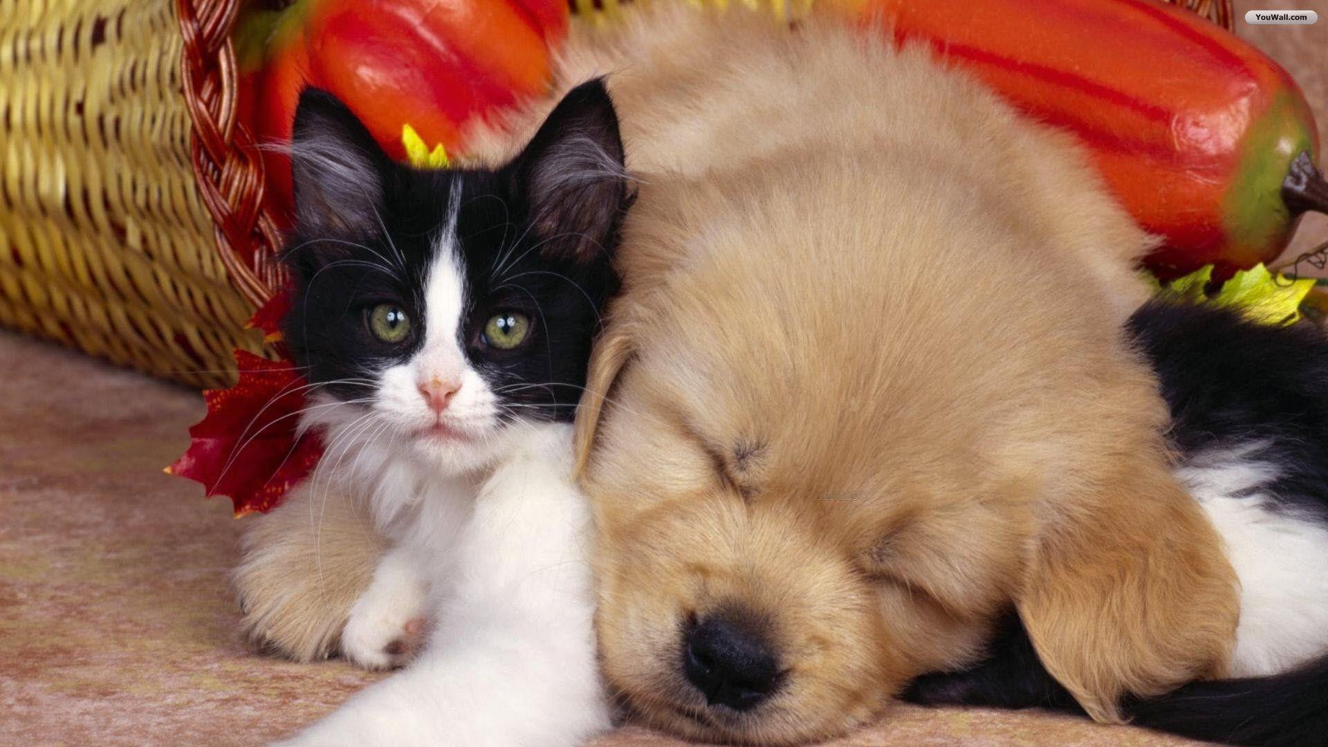 1920x1080 Cute Dog and Cat Wallpaper
