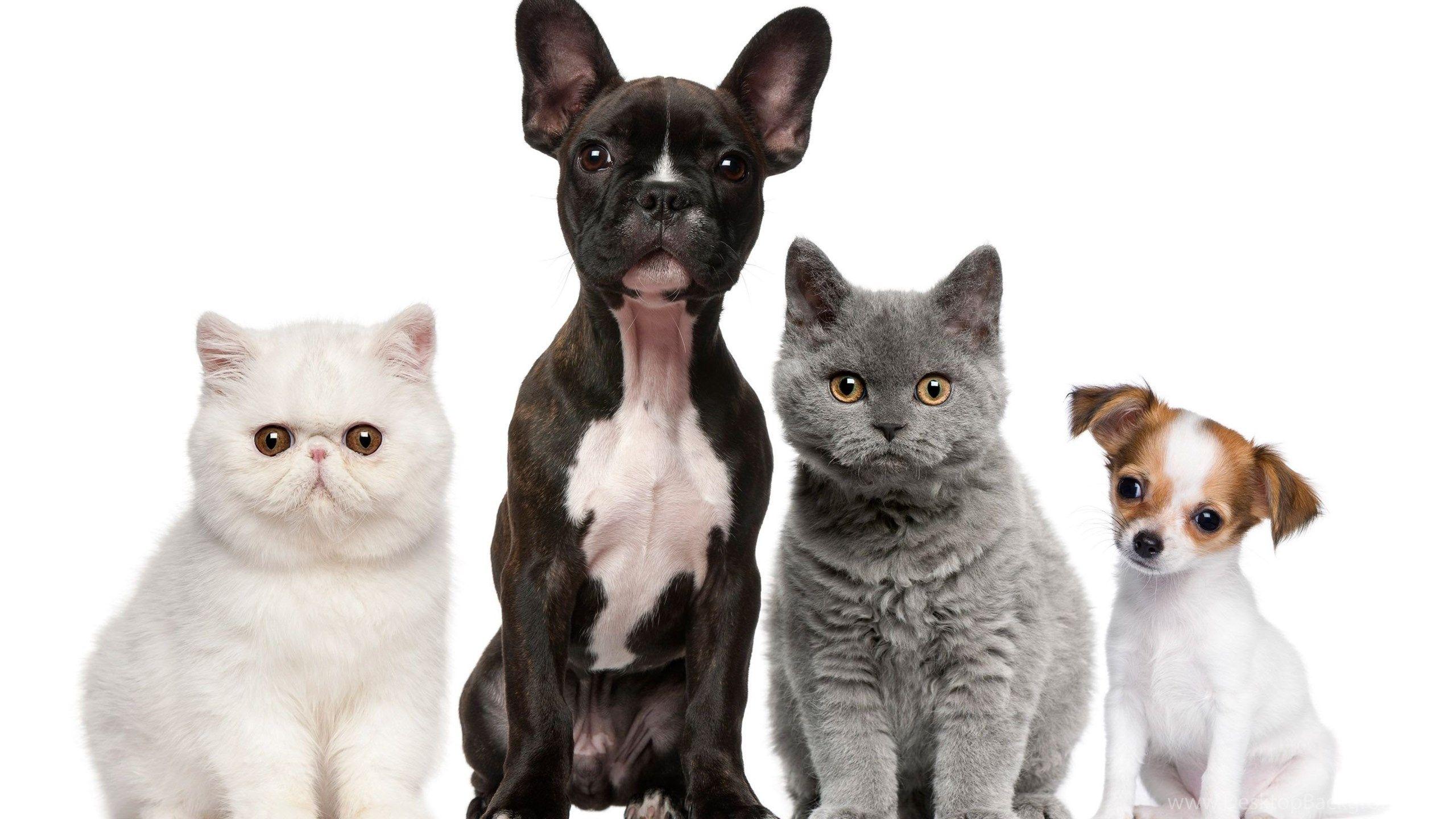 Puppy Cat Stock Photos Images and Backgrounds for Free Download