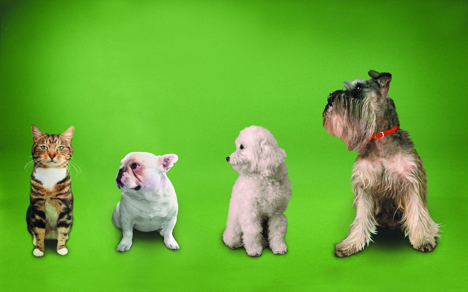 1600x1000 Best Wallpaper: Funny Cats & Dogs Wallpaper