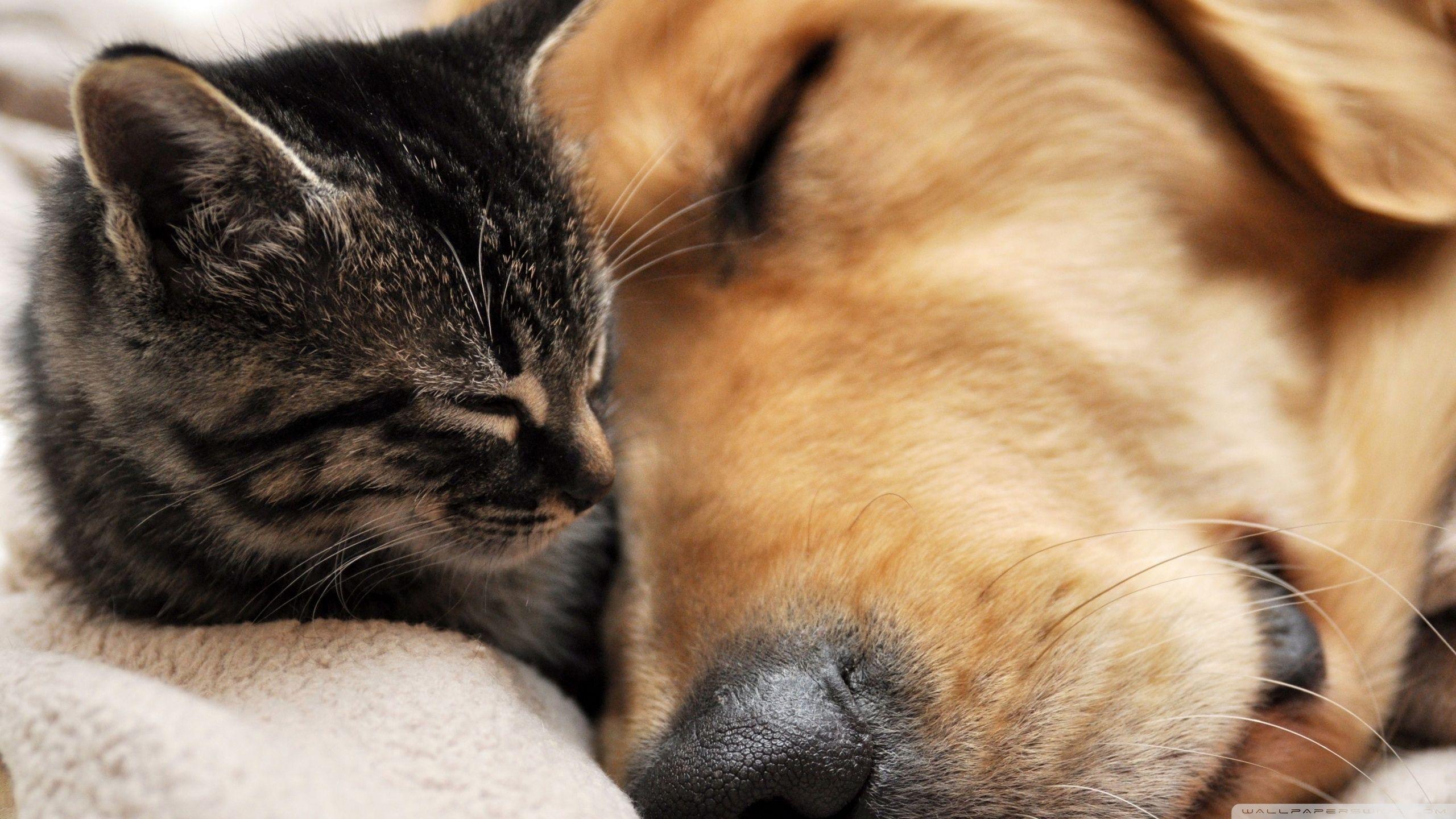 2560x1440 Cat And Dog Friendship Ultra HD Desktop Background Wallpaper for 4K UHD TV : Tablet