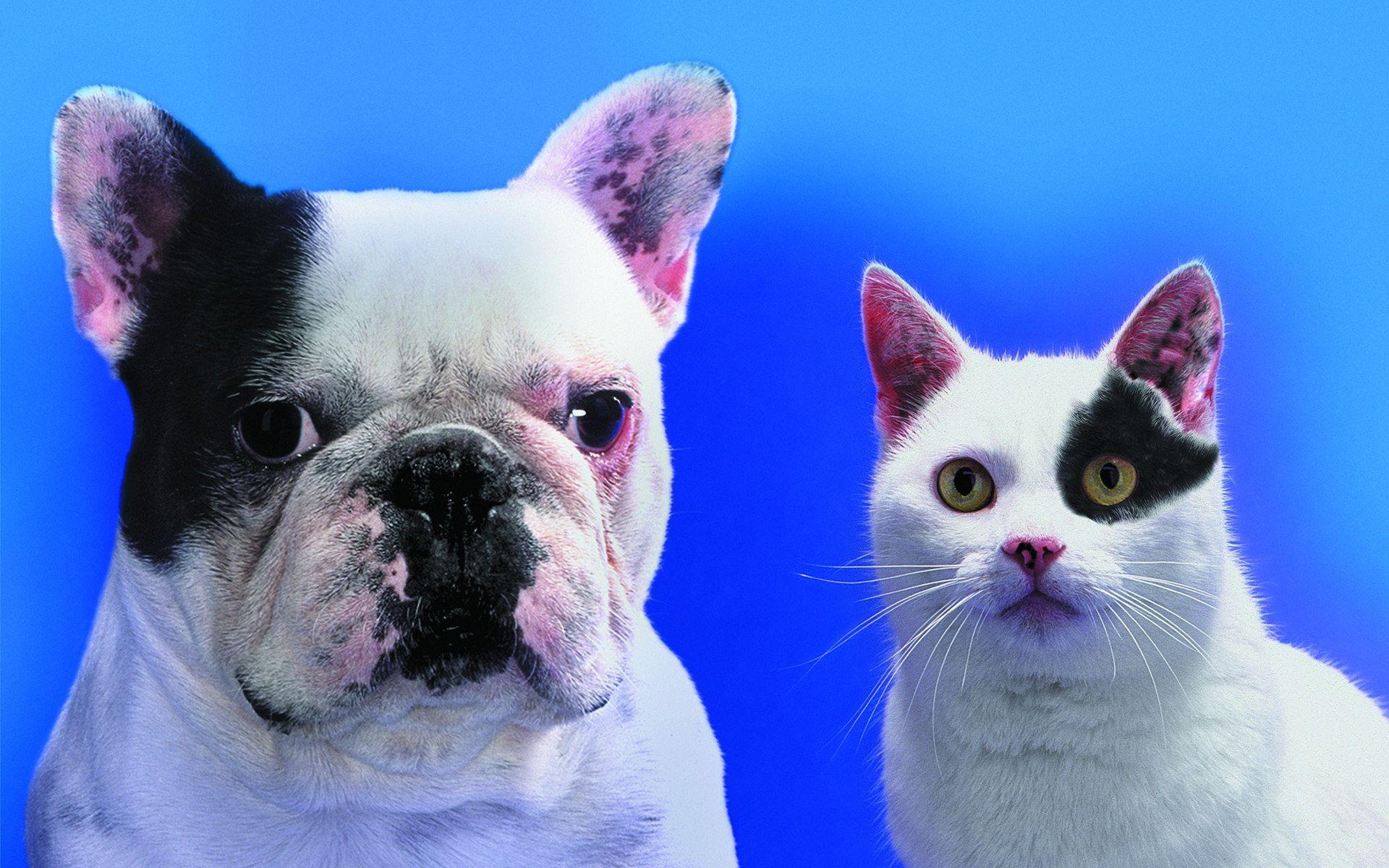 1920x1200 Funny cat image free download
