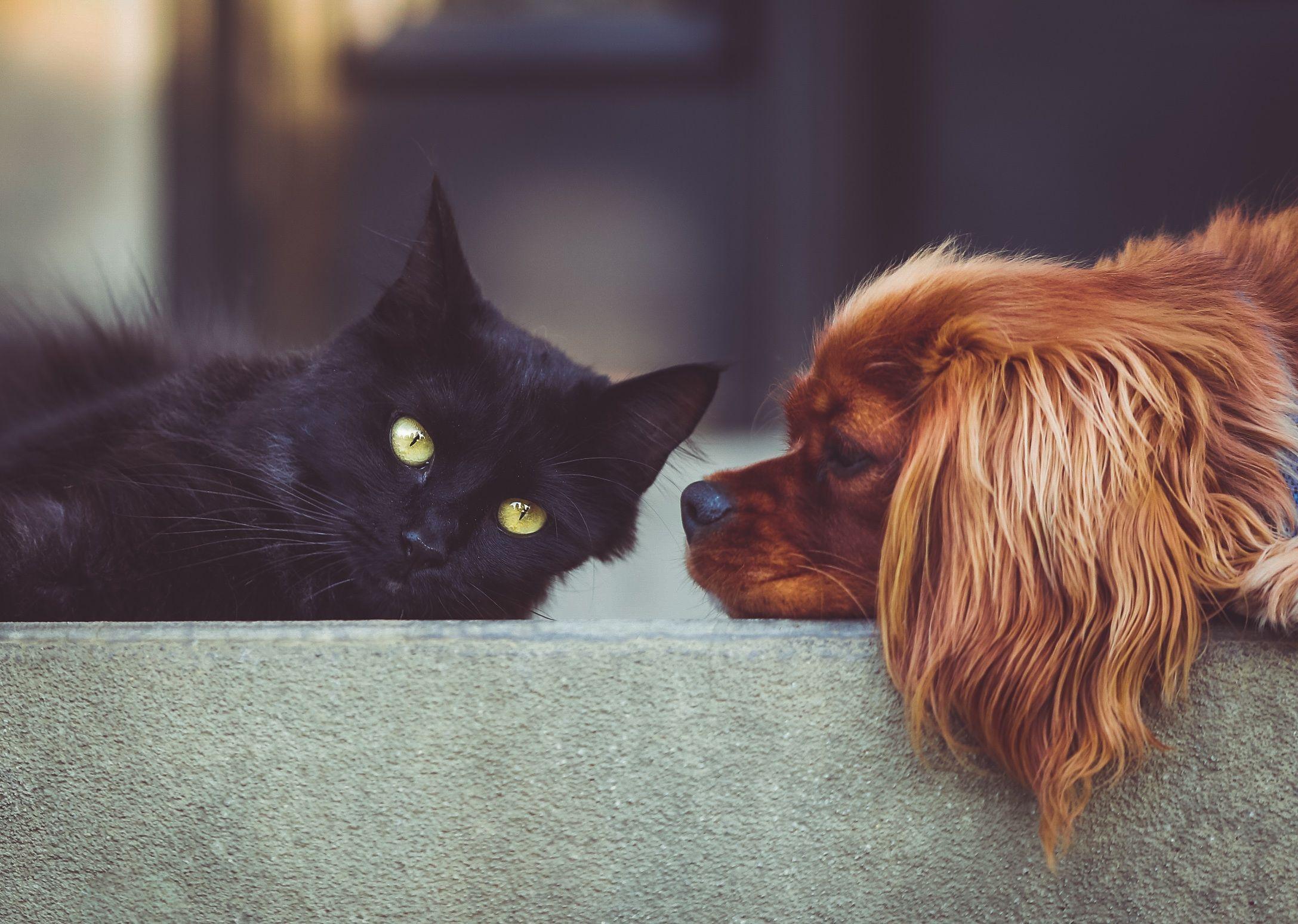 2175x1548 Cat and Dog HD Wallpaper