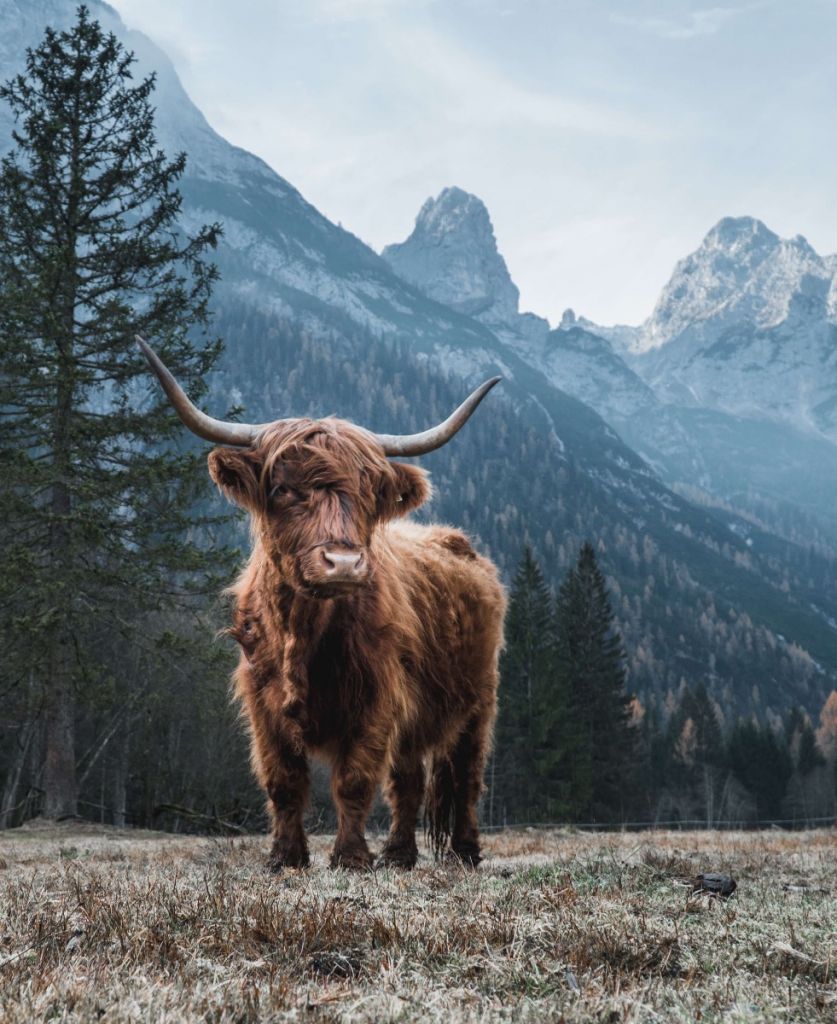 837x1024 Highland Cow Wallpaper