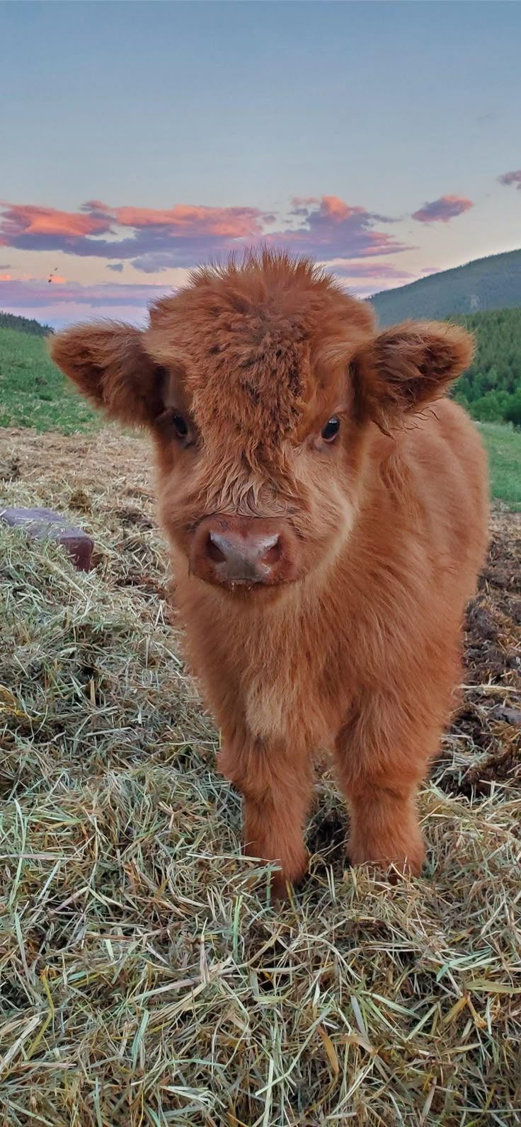 736x1592 highland cow iPhone Wallpaper