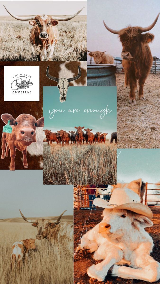 675x1200 Cute Cow Wallpaper. Western aesthetic wallpaper, Highland cow picture, Hunting wallpaper