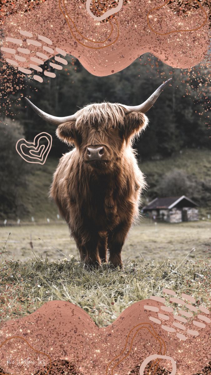 675x1200 Highland cow boho phone wallpaper background