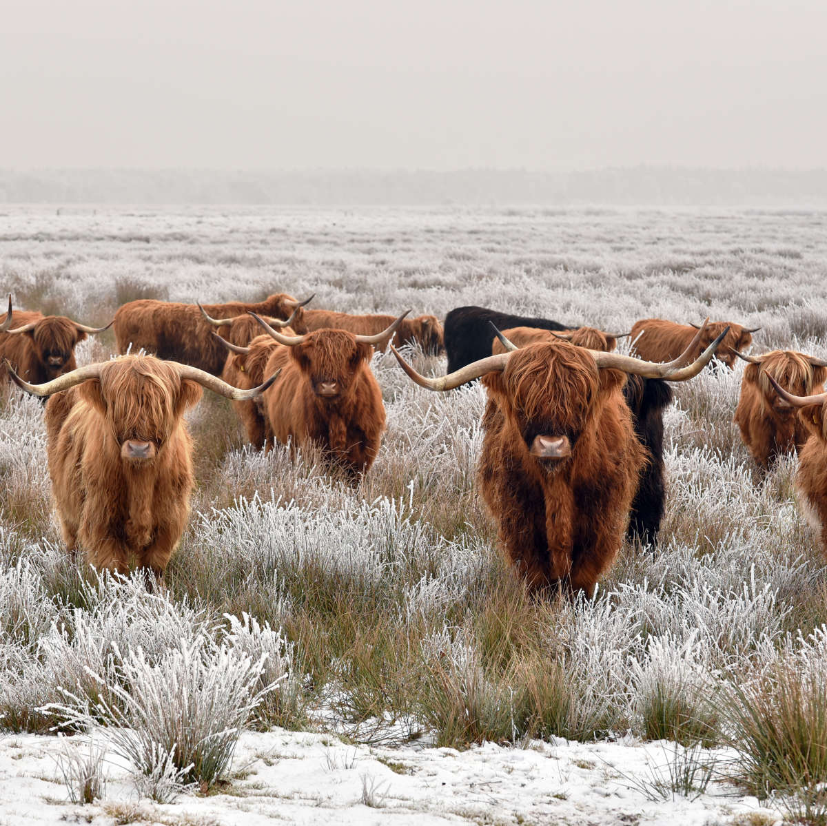 1200x1199 Winter Highland Cows Wall Art