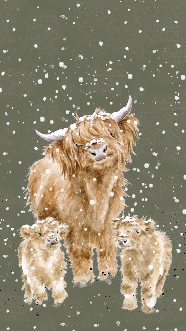 736x1308 Highland Cow Phone Wallpaper