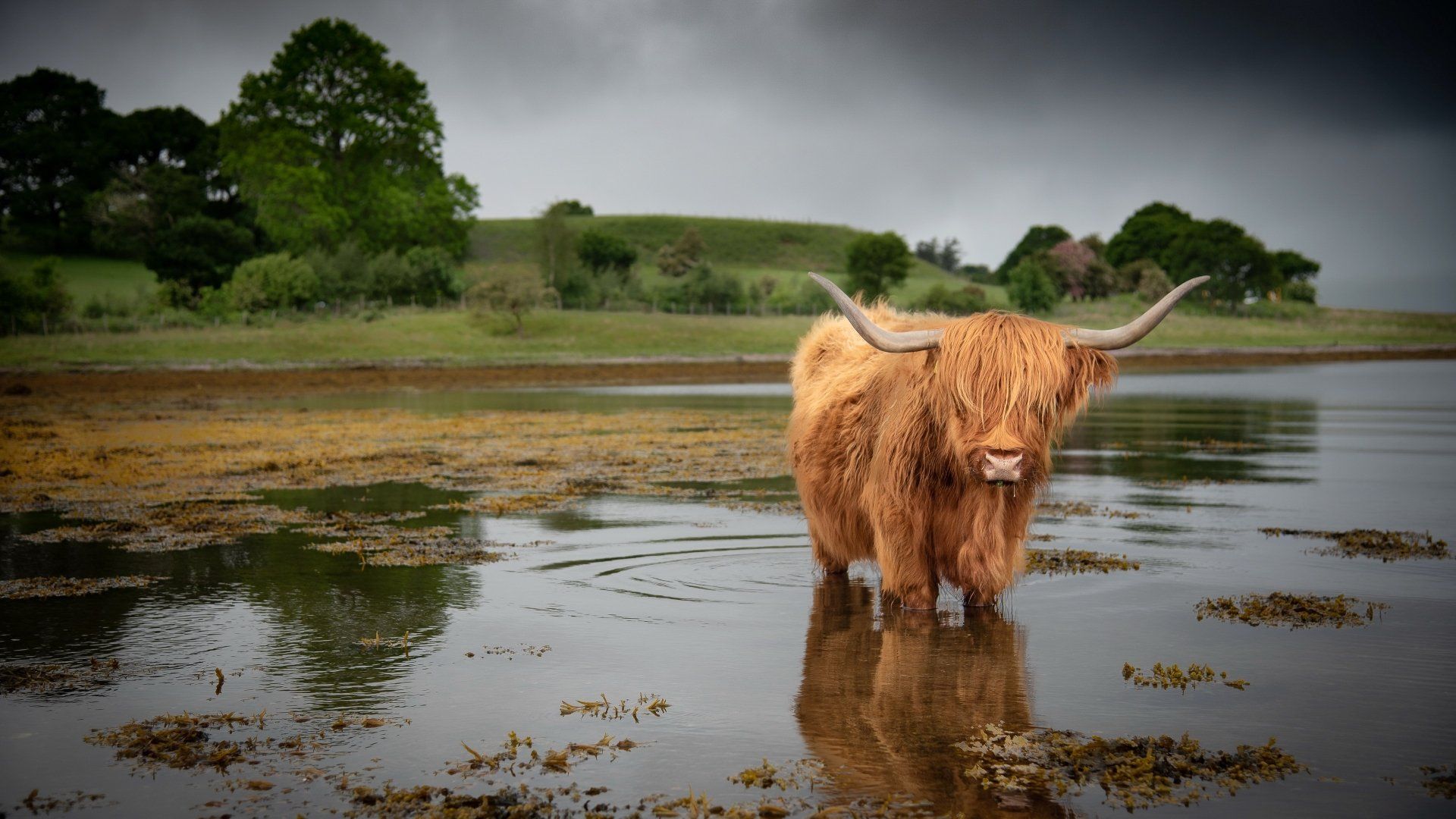 1920x1080 Highland Cattle Serenity