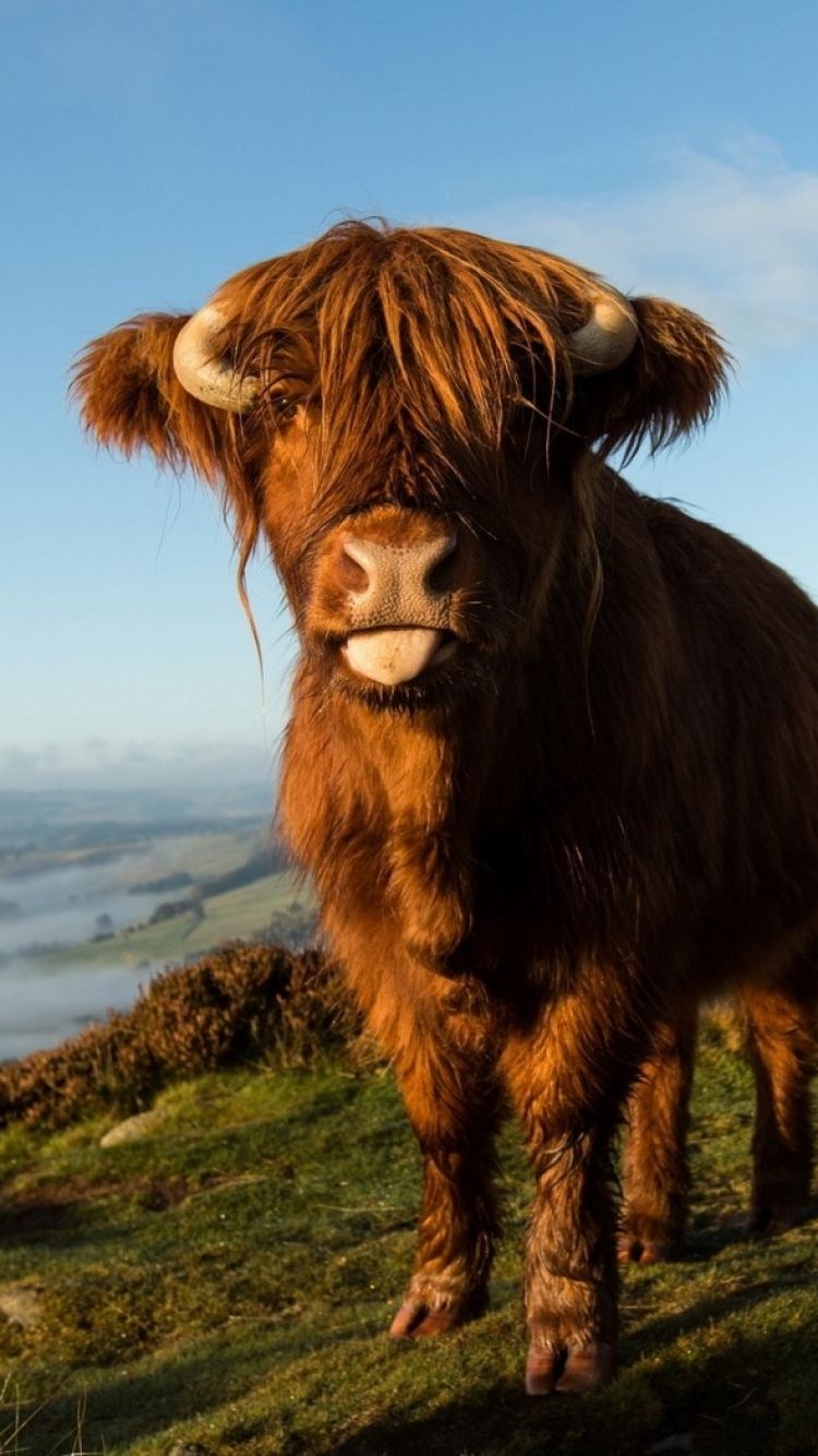 750x1334 Highland Cow iPhone Wallpaper