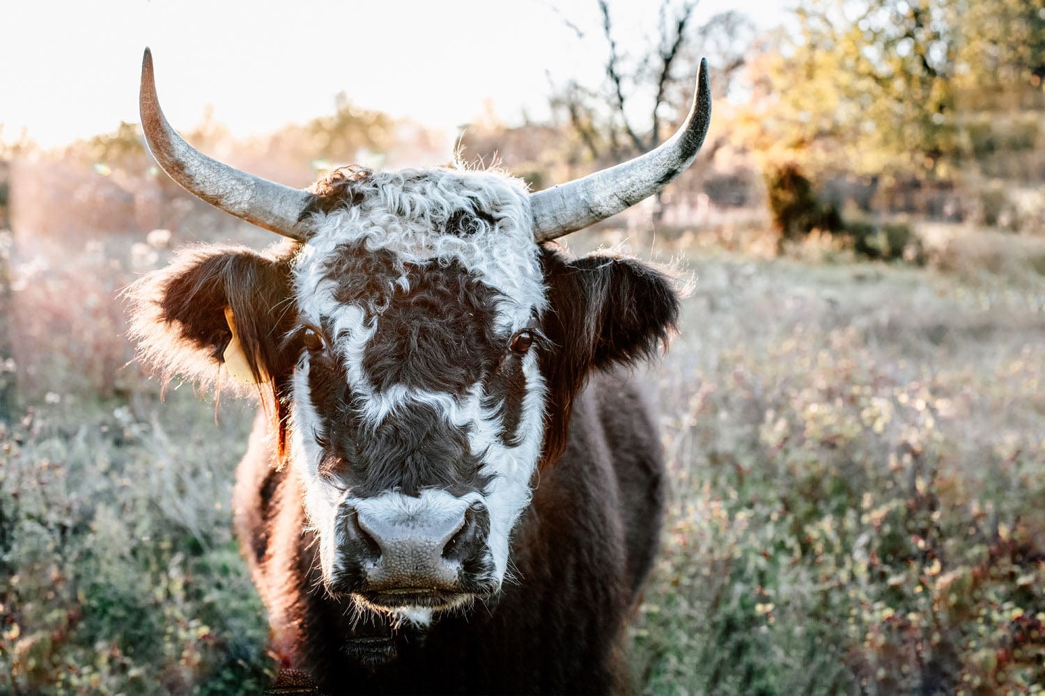 1500x1000 Highland Cow Canvas Print and White Cow Photo Print / 24 x 36 Inches