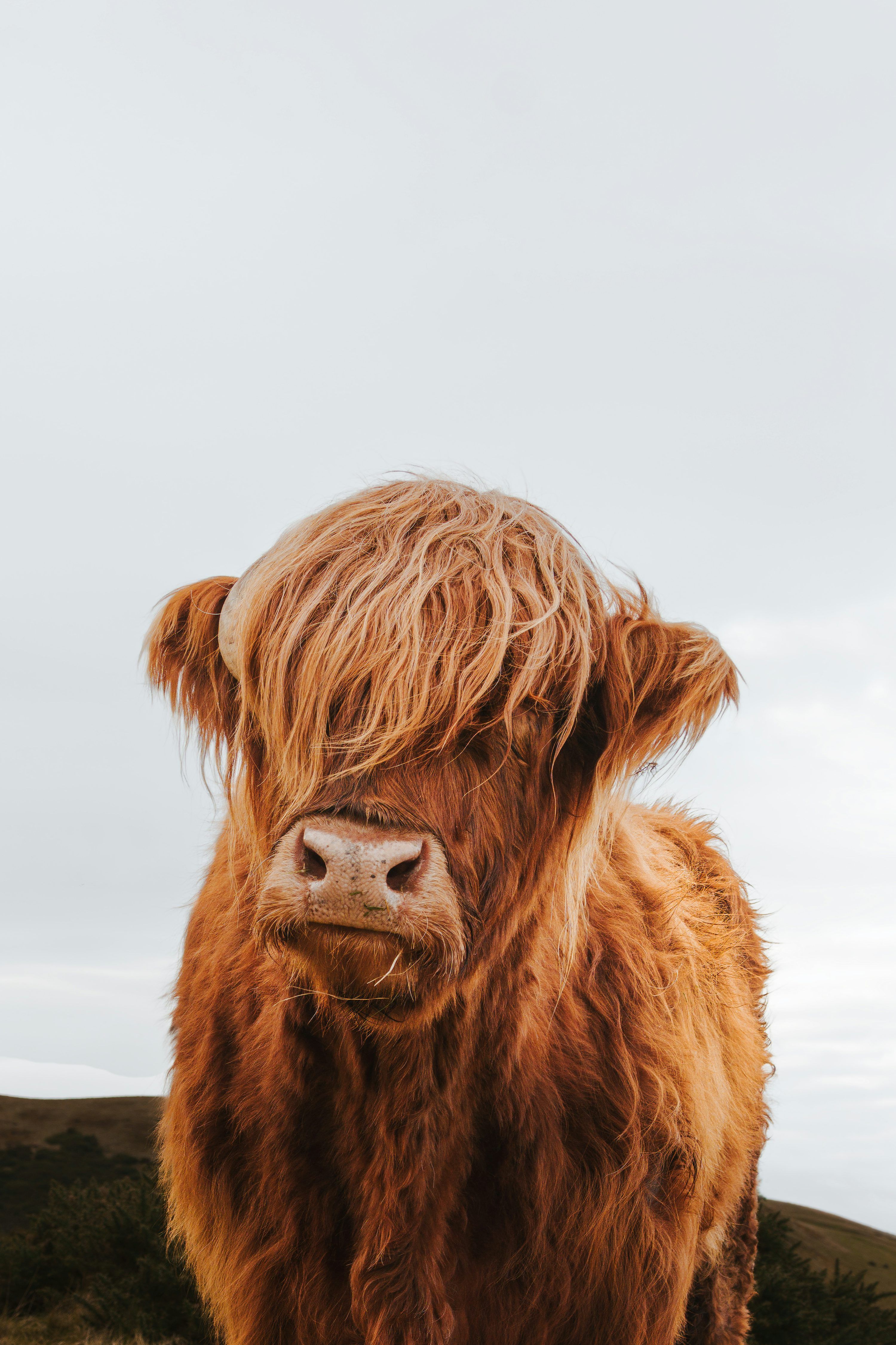 3000x4500 A shaggy highland cow with long bangs