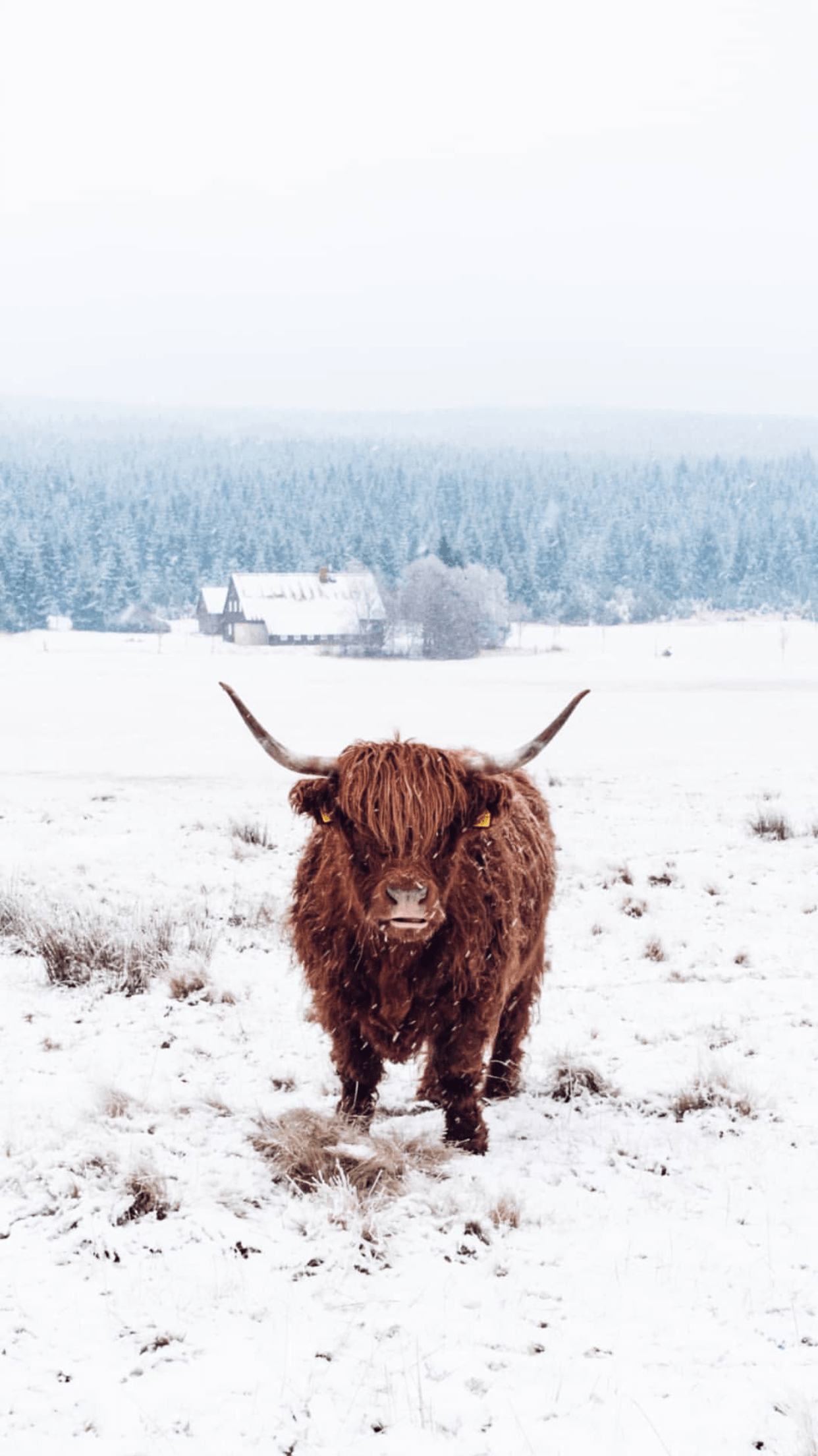 1242x2208 Highland Cow Wallpaper
