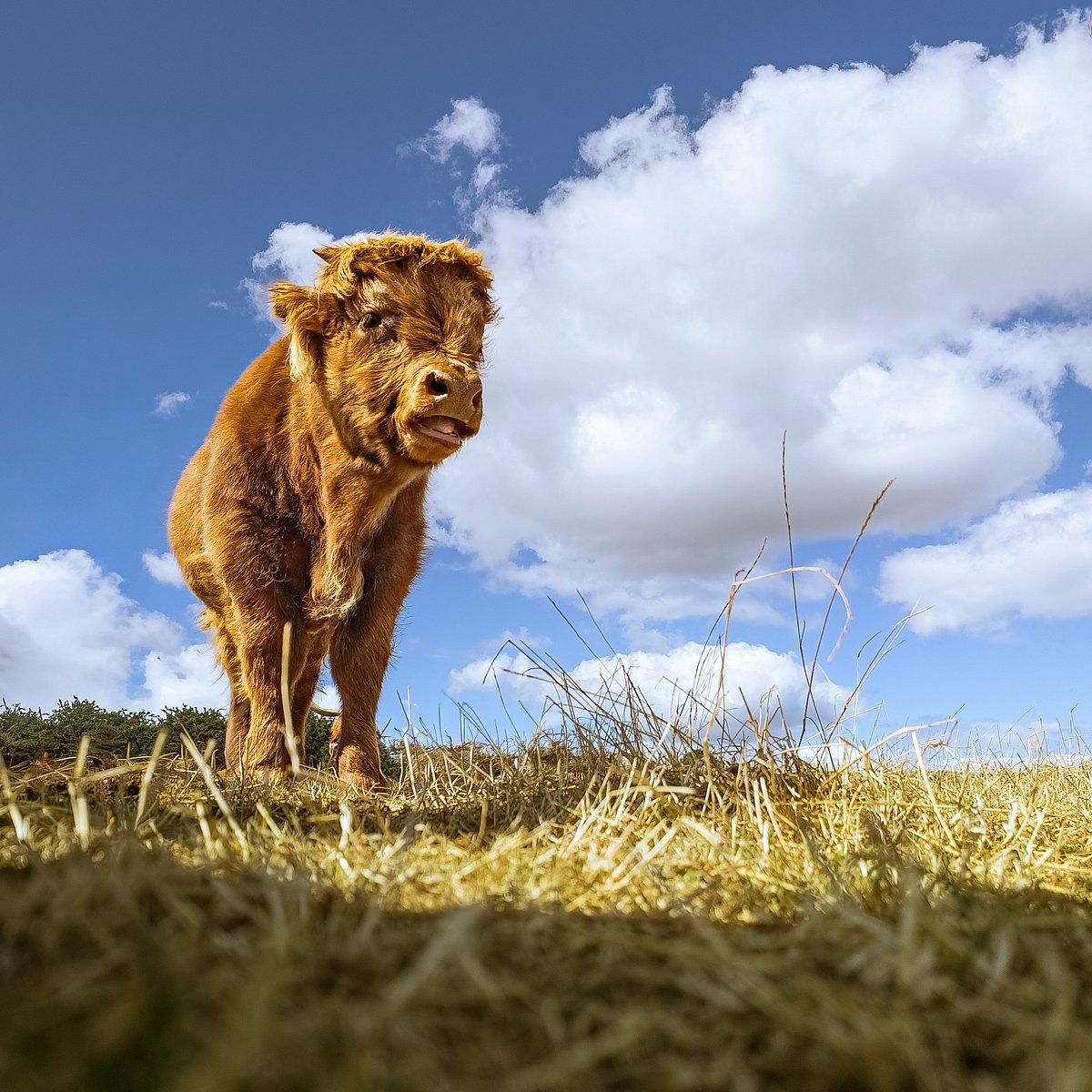 1200x1200 Highland Cow Experiences You SHOULD Know Before Going 2026 (with Reviews)