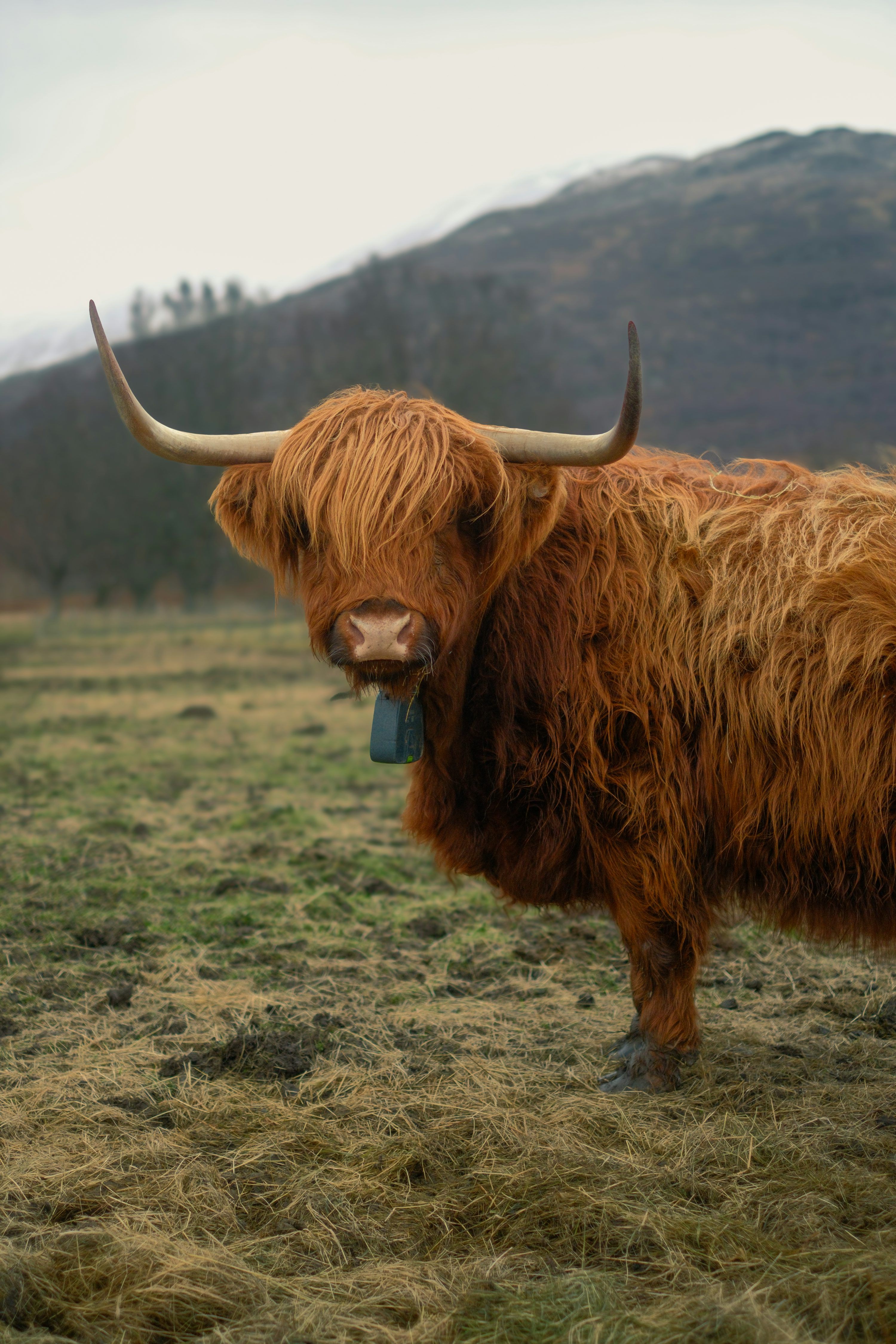 3000x4500 A shaggy highland cow stands in a grassy field