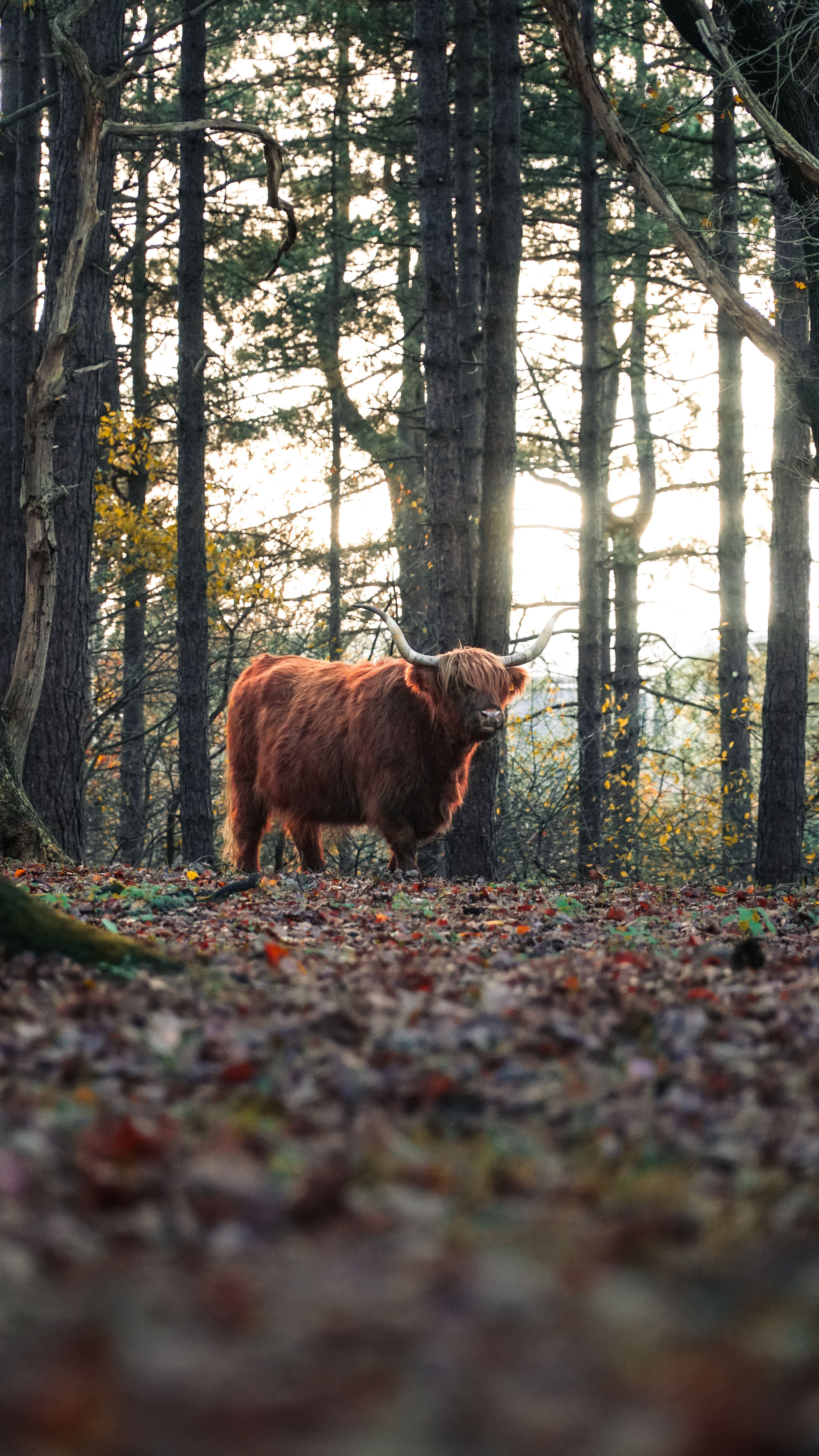 3376x6000 Highland Cow Photo, Download The BEST Free Highland Cow & HD Image