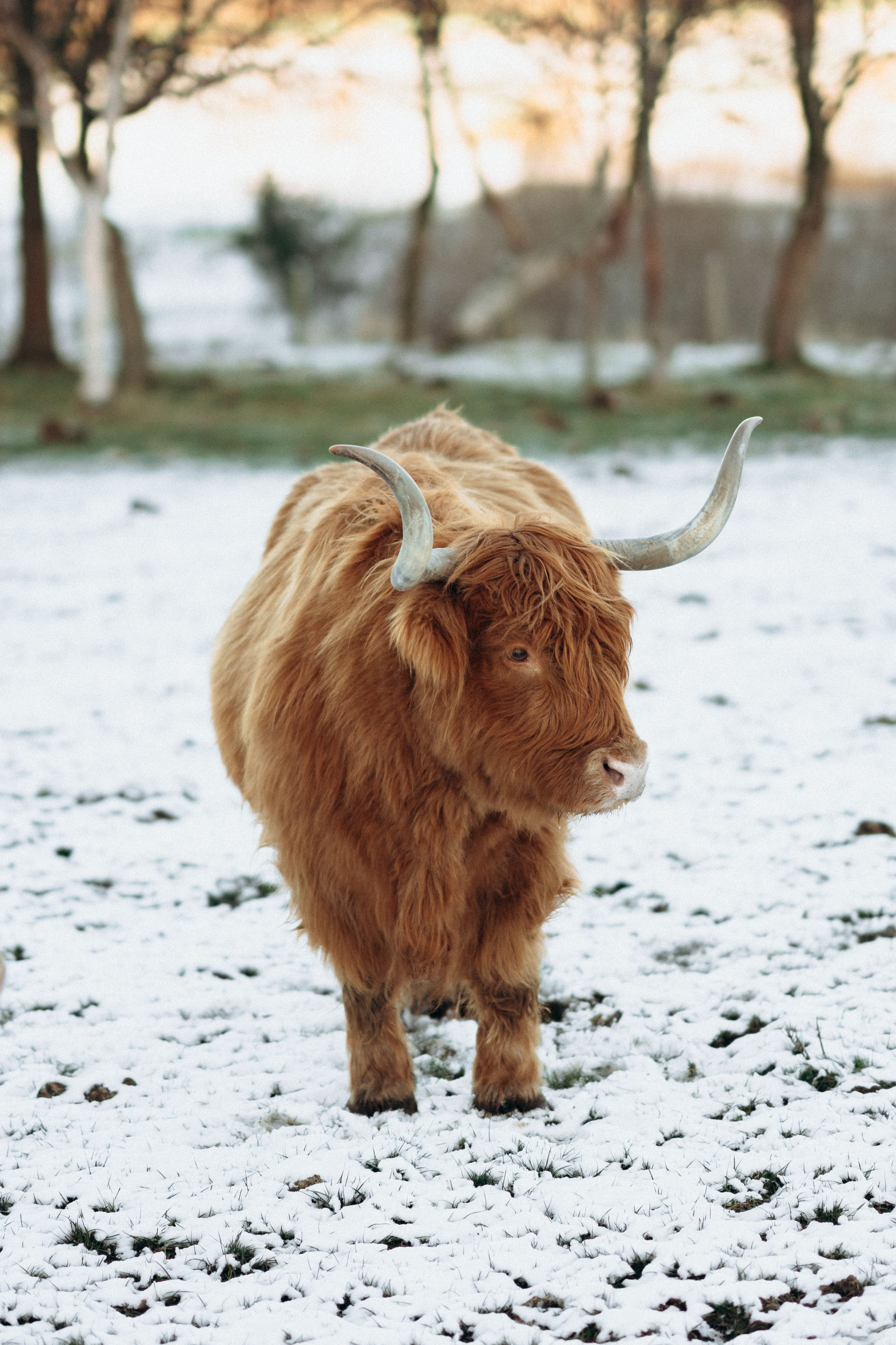 2943x4415 Highland Cow Photo, Download The BEST Free Highland Cow & HD Image