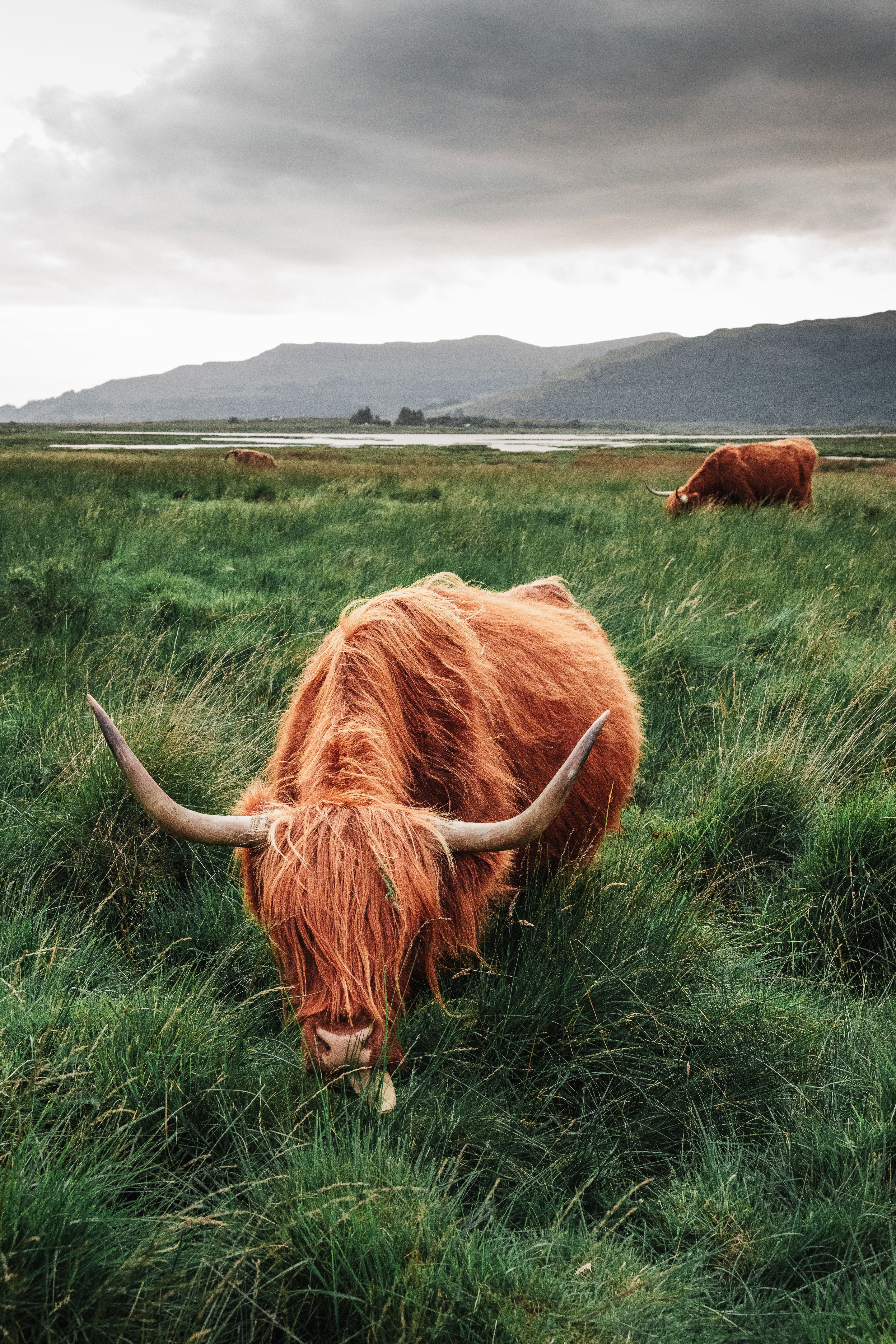 4672x7008 Highland Cow Photo, Download The BEST Free Highland Cow & HD Image