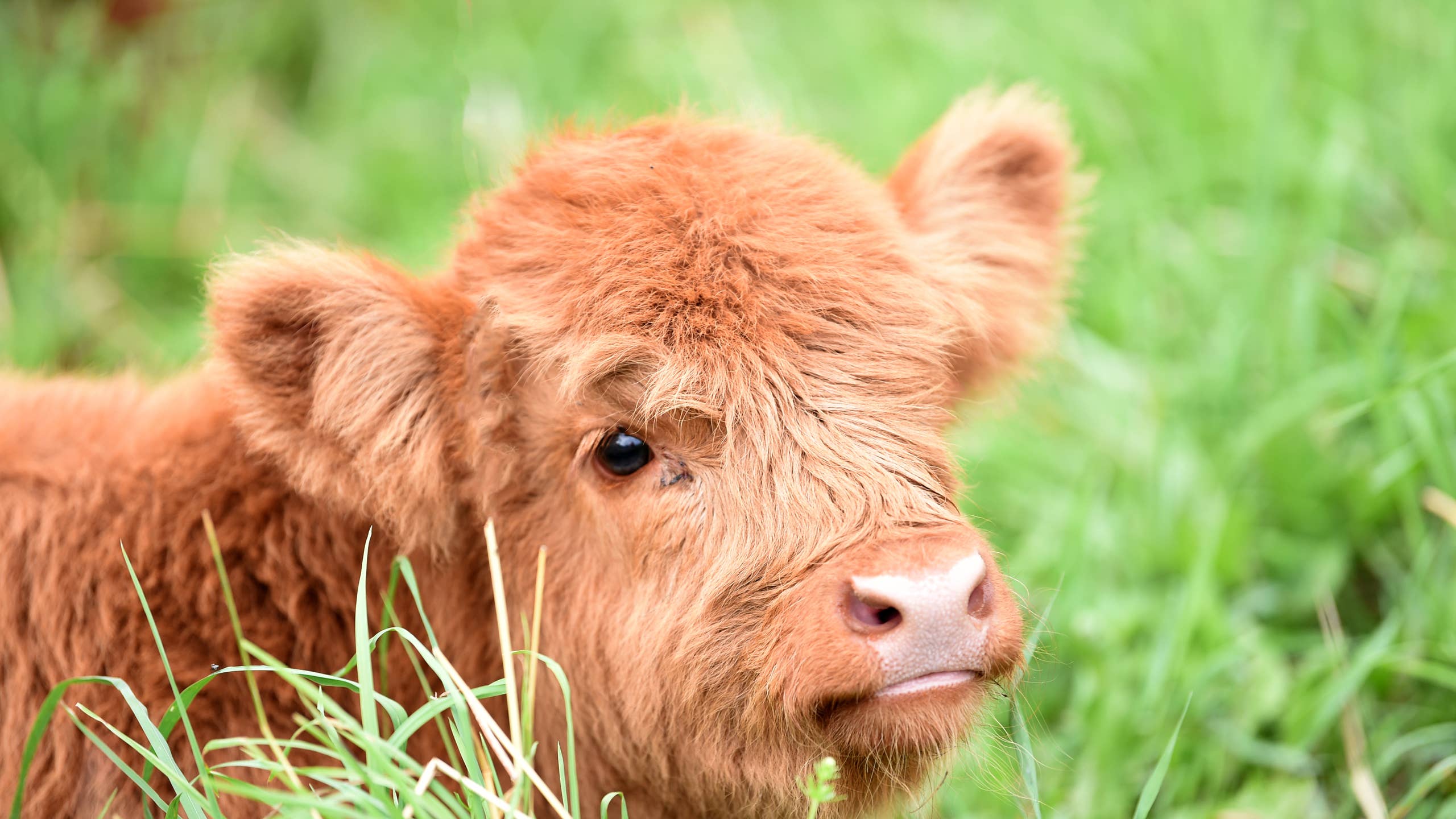 2560x1440 People Can't Believe This Valentine's Sweetheart Is Actually a Baby Cow