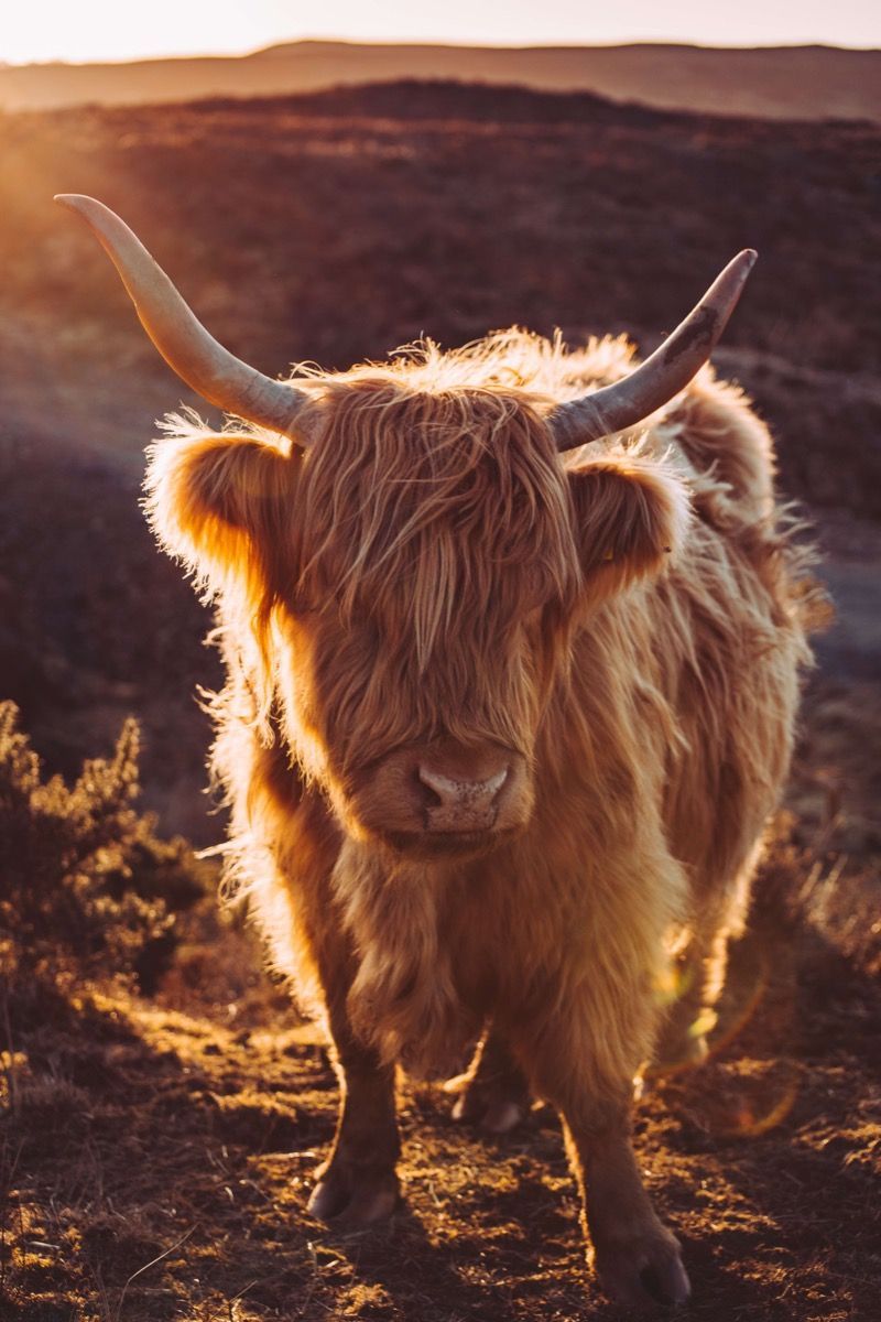 800x1200 Scottish Highlander in