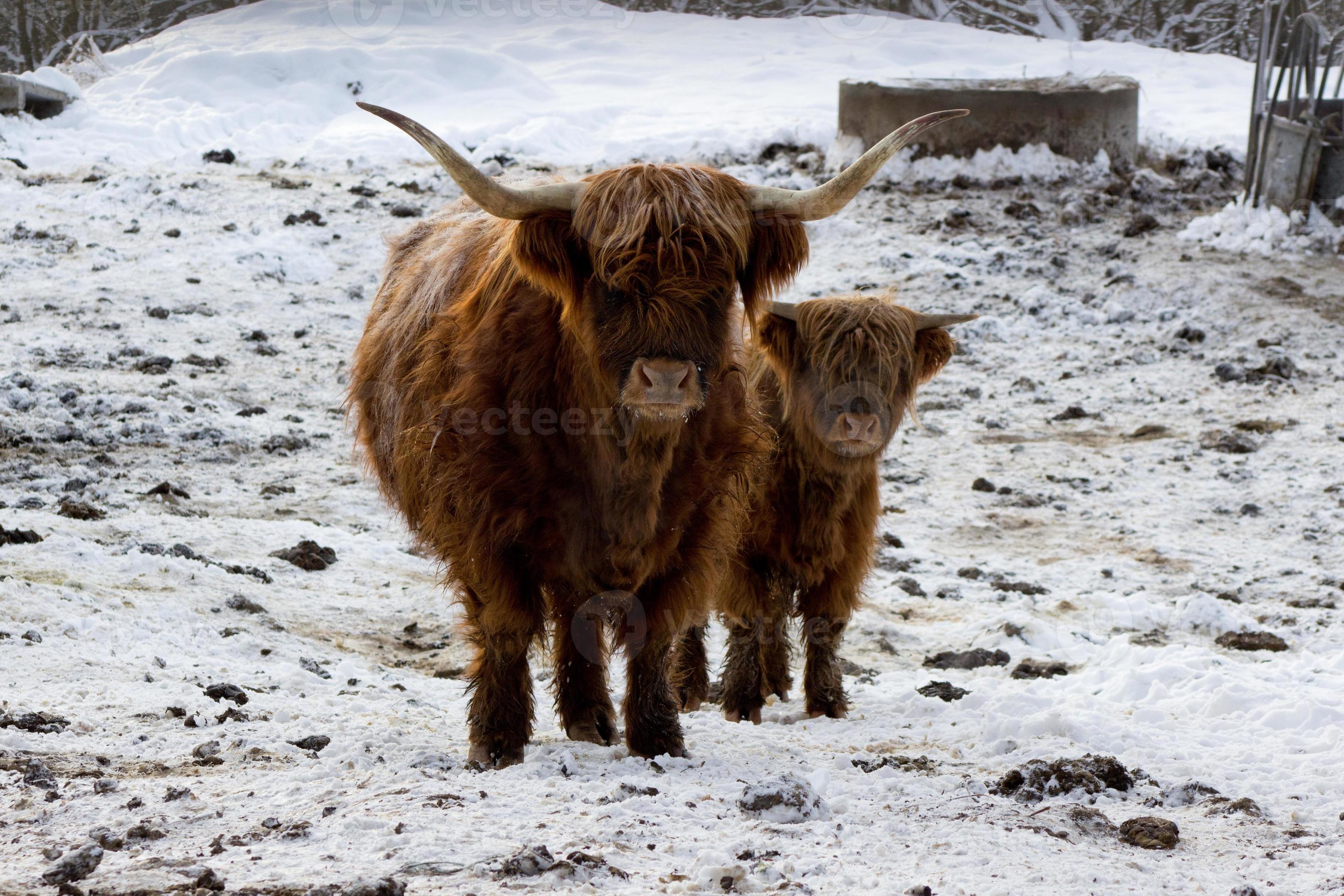 2940x1960 Beautiful Scottish red cow in winter, Hemsedal, Buskerud, Norway, cute domestic highland cow with calf, animal family portrait, mother with baby, new year symbol wallpaper, poster, calendar, postcard
