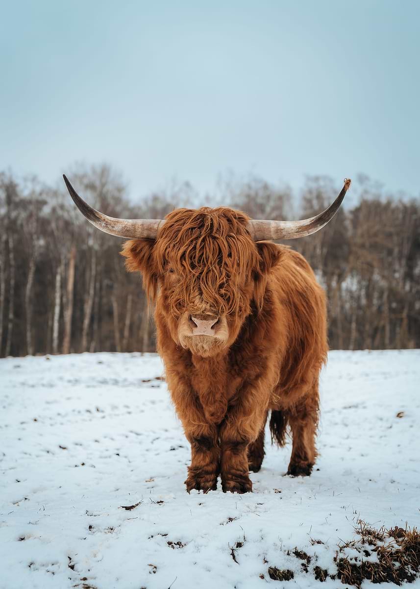 857x1200 Highland cattle in snow' Poster, picture, metal print, paint