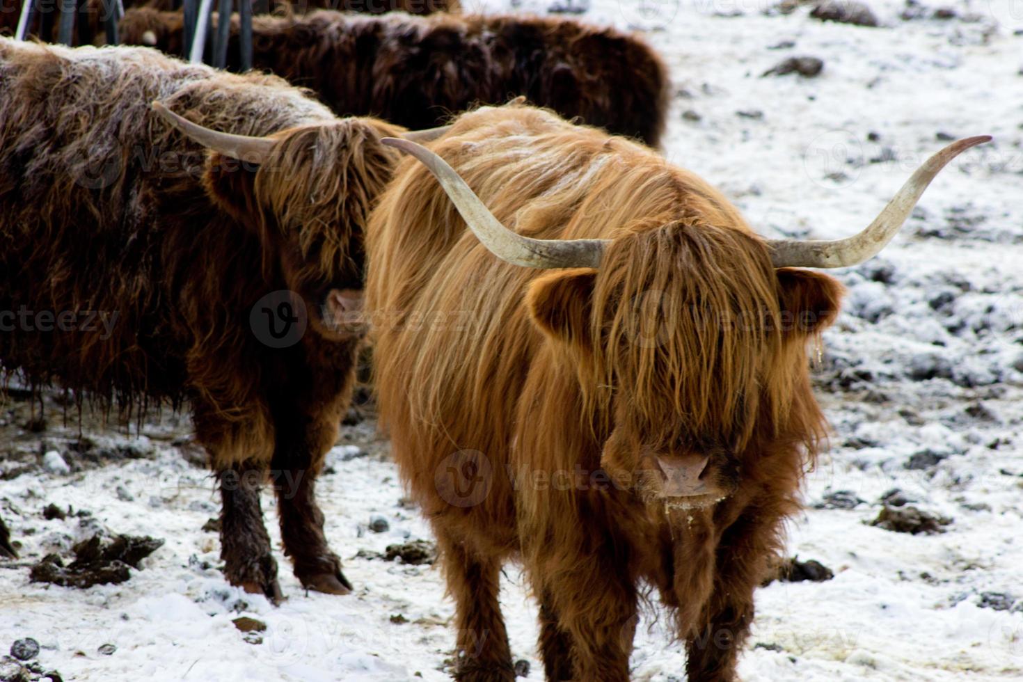 1470x980 Beautiful Scottish red cow in winter, Hemsedal, Buskerud, Norway, cute domestic highland cow, animal portrait, wallpaper, poster, calendar, postcard, norwegian farm animal