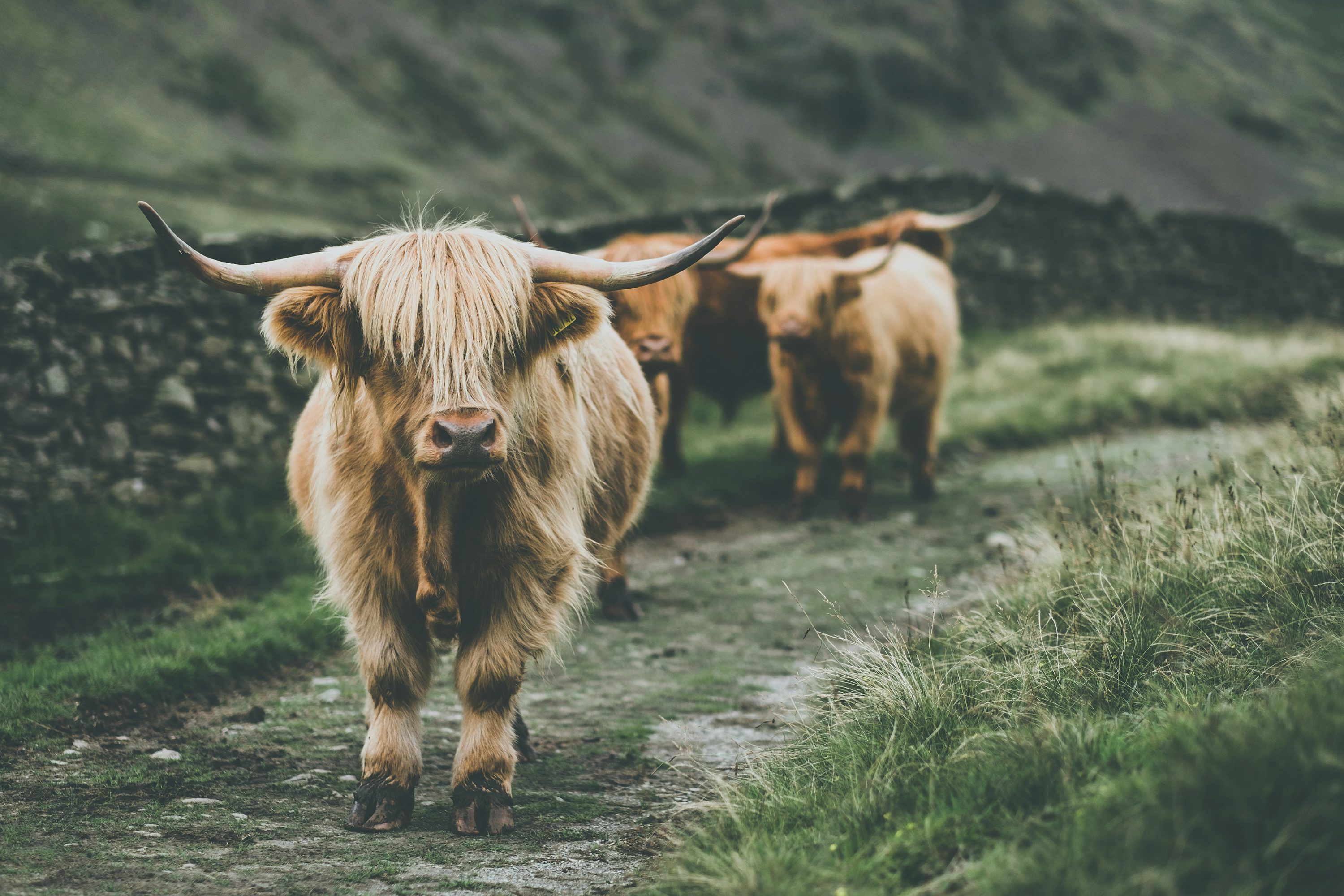 3000x2000 Cow passing through grass