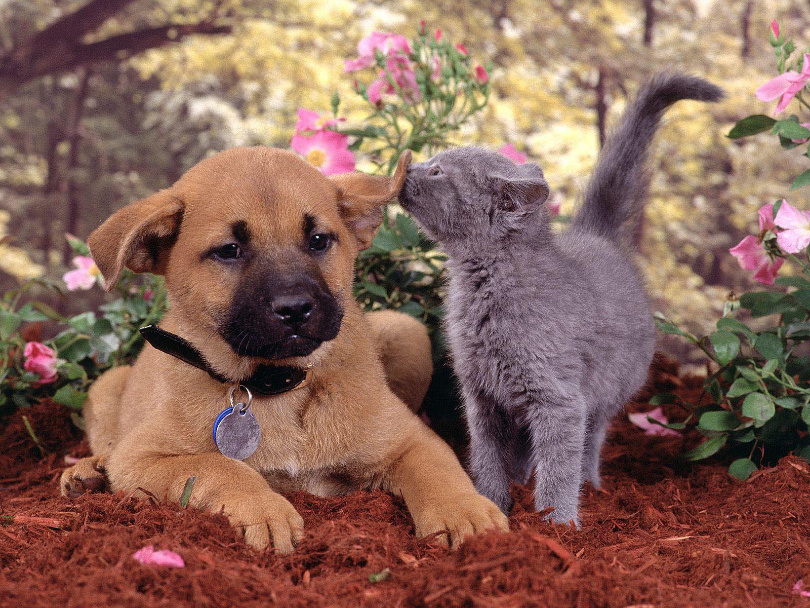Cats and Dogs Wallpapers Top Free Cats and Dogs Backgrounds