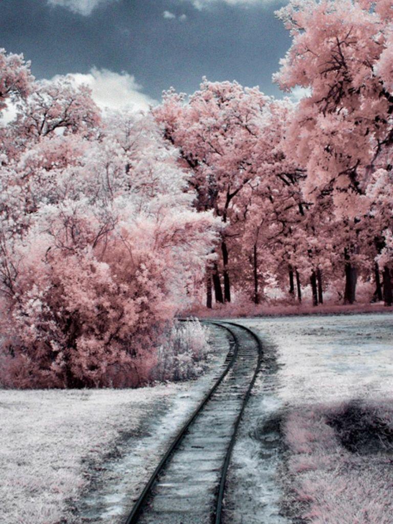 768x1024 Free download Nature Winter Through Pink Woods iPhone 8 Wallpaper Download [1080x1920] for your Desktop, Mobile & Tablet. Explore Wallpaper Nature Winter. Winter Free Desktop Wallpaper, Winter Wildlife Wallpaper