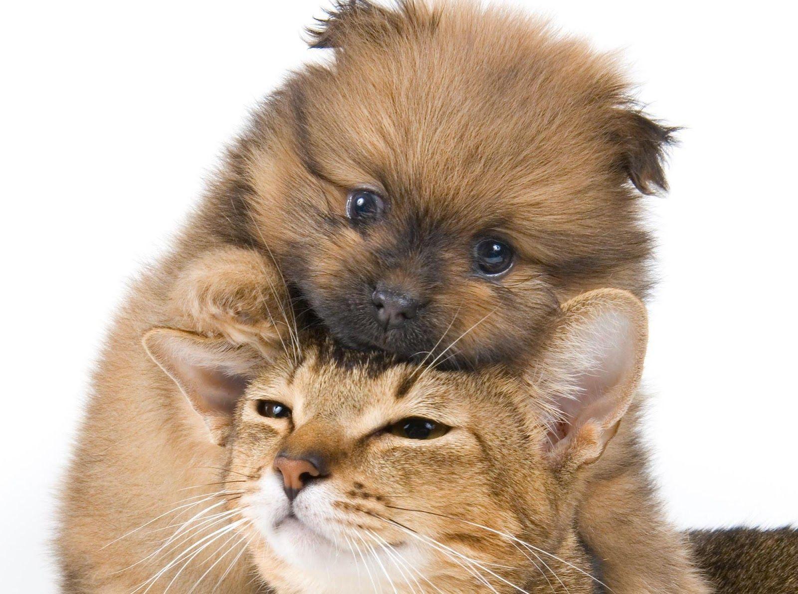 Cats and Dogs Wallpapers - Top Free Cats and Dogs Backgrounds