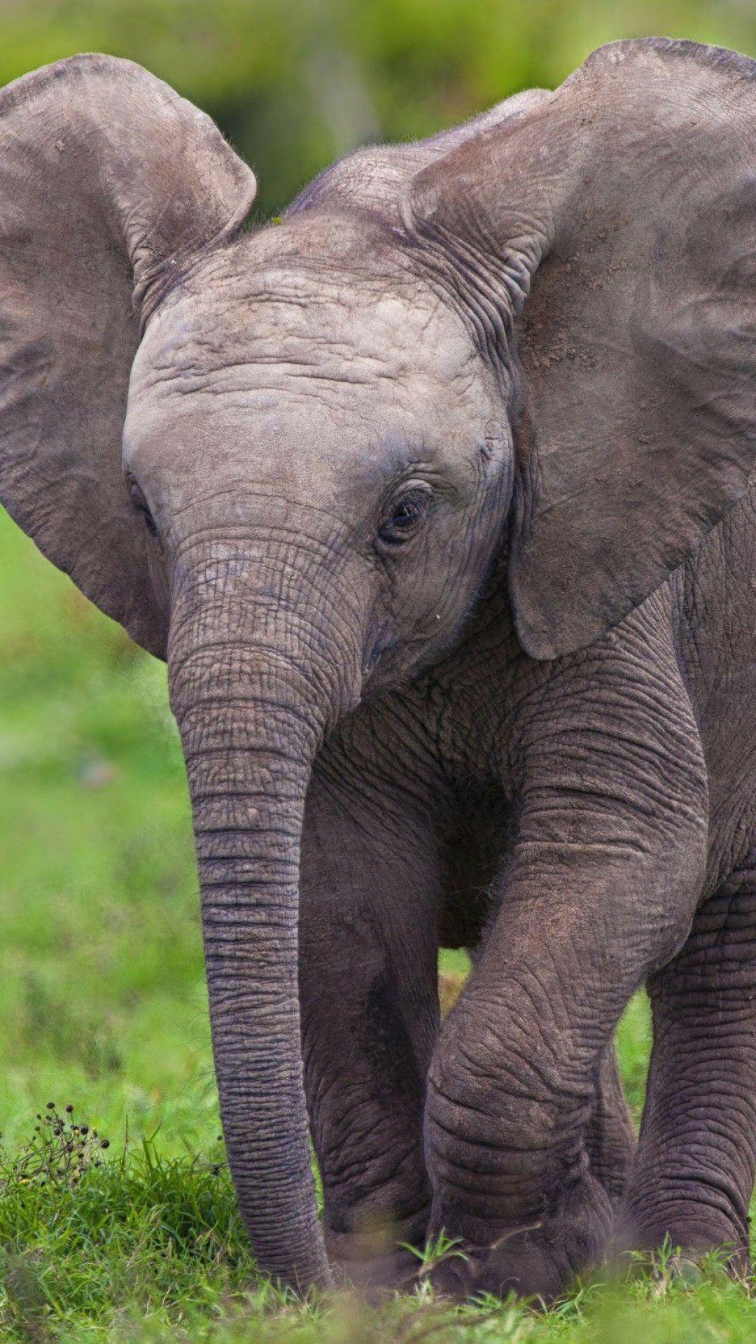 Cute Elephant iPhone Wallpapers Top Free Cute Elephant iPhone