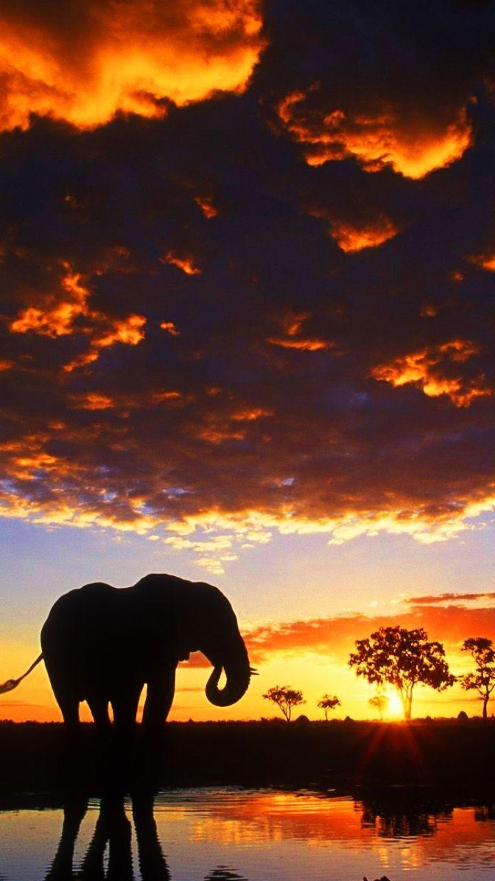 720x1280 Cute Elephant Wallpaper iPhone