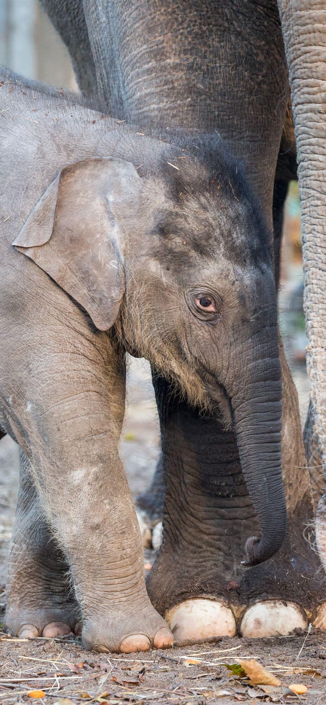 Cute Elephant iPhone Wallpapers Top Free Cute Elephant iPhone Backgrounds WallpaperAccess