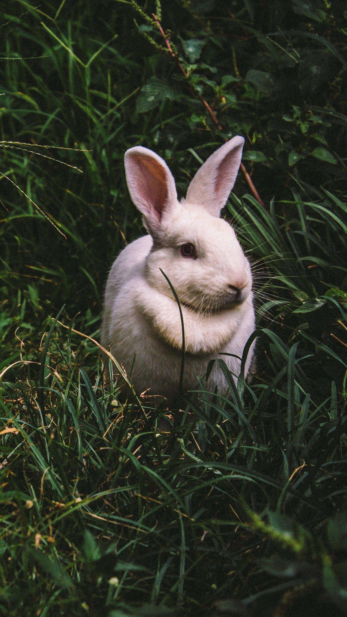 1440x2560 White Rabbit Wallpaper, Android & Desktop Background