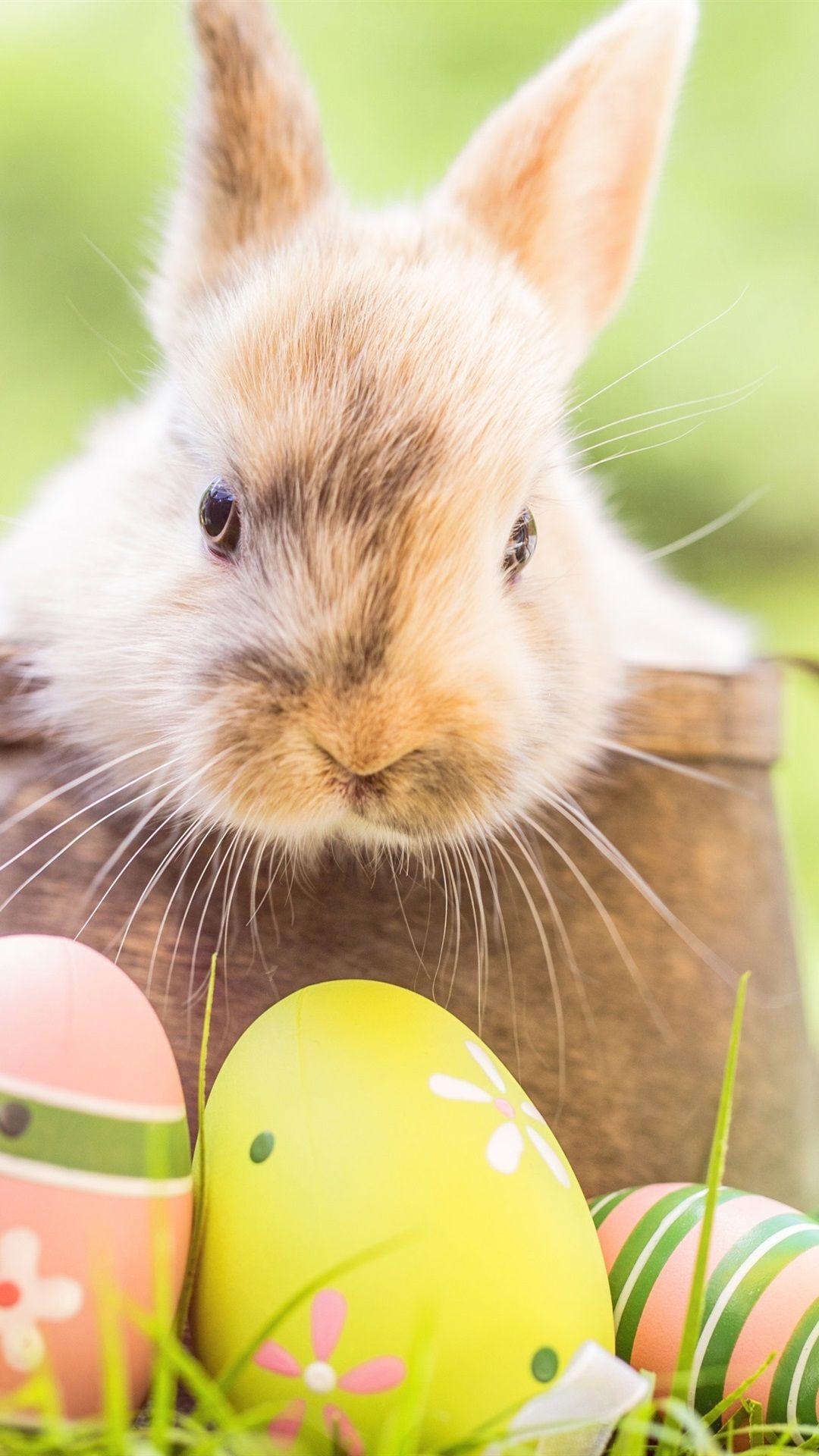 1080x1920 Rabbit, Easter Eggs, Grass, Bokeh 1080x1920 IPhone 8 7 6 6S Plus Wallpaper, Background, Picture, Image