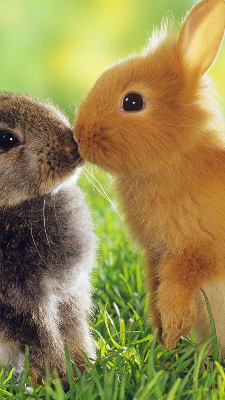 750x1334 Easter iPhone Wallpaper. Cute baby bunnies, Cute baby animals, Baby animals
