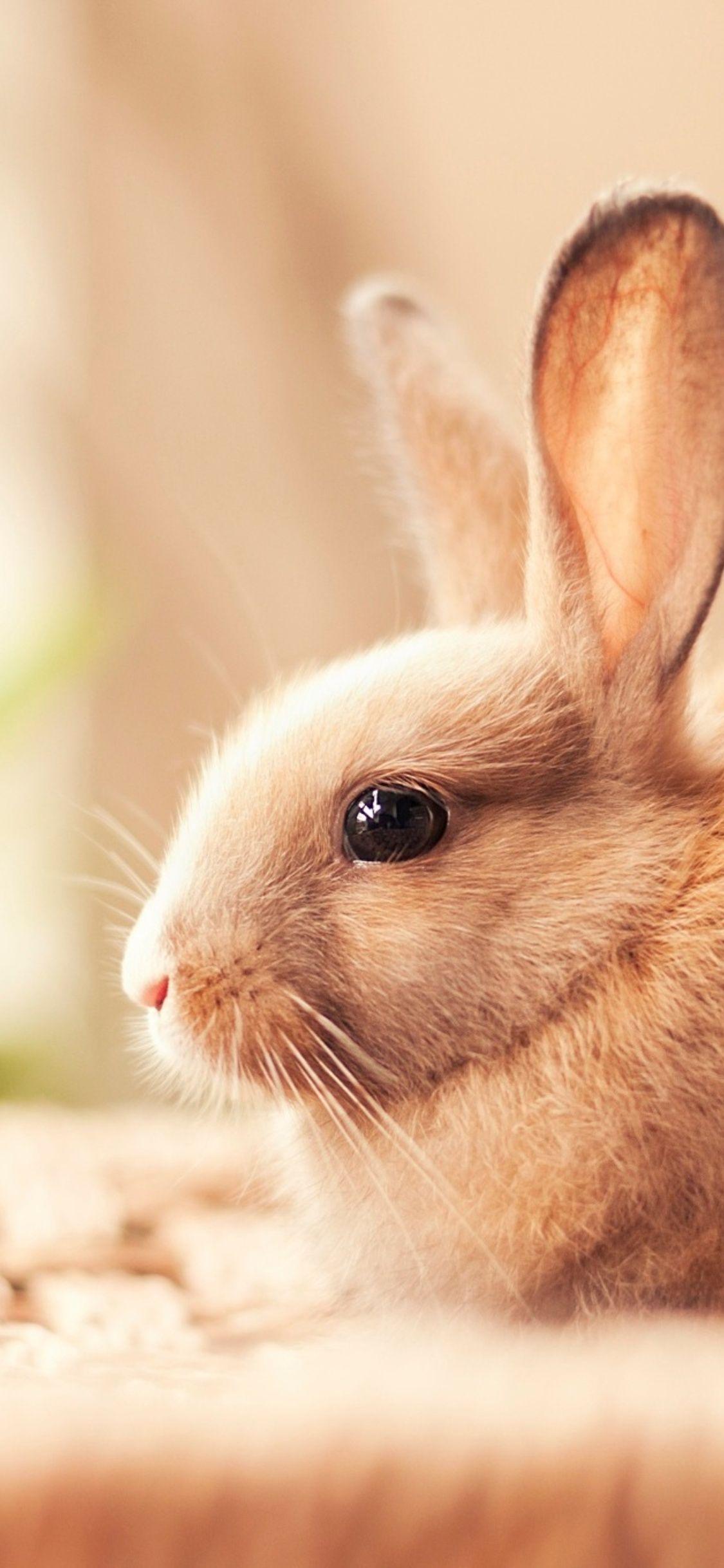 Rabbit iPhone Wallpapers - Top Free Rabbit iPhone Backgrounds