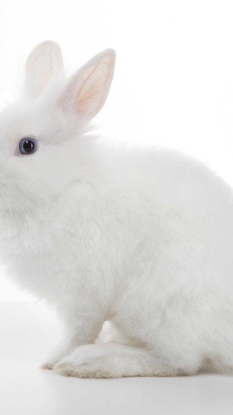 750x1334 Free download White Rabbit Wallpaper [1386x1385] for your Desktop, Mobile & Tablet. Explore White Rabbit Wallpaper. Bunny Wallpaper, Cute Bunny Wallpaper