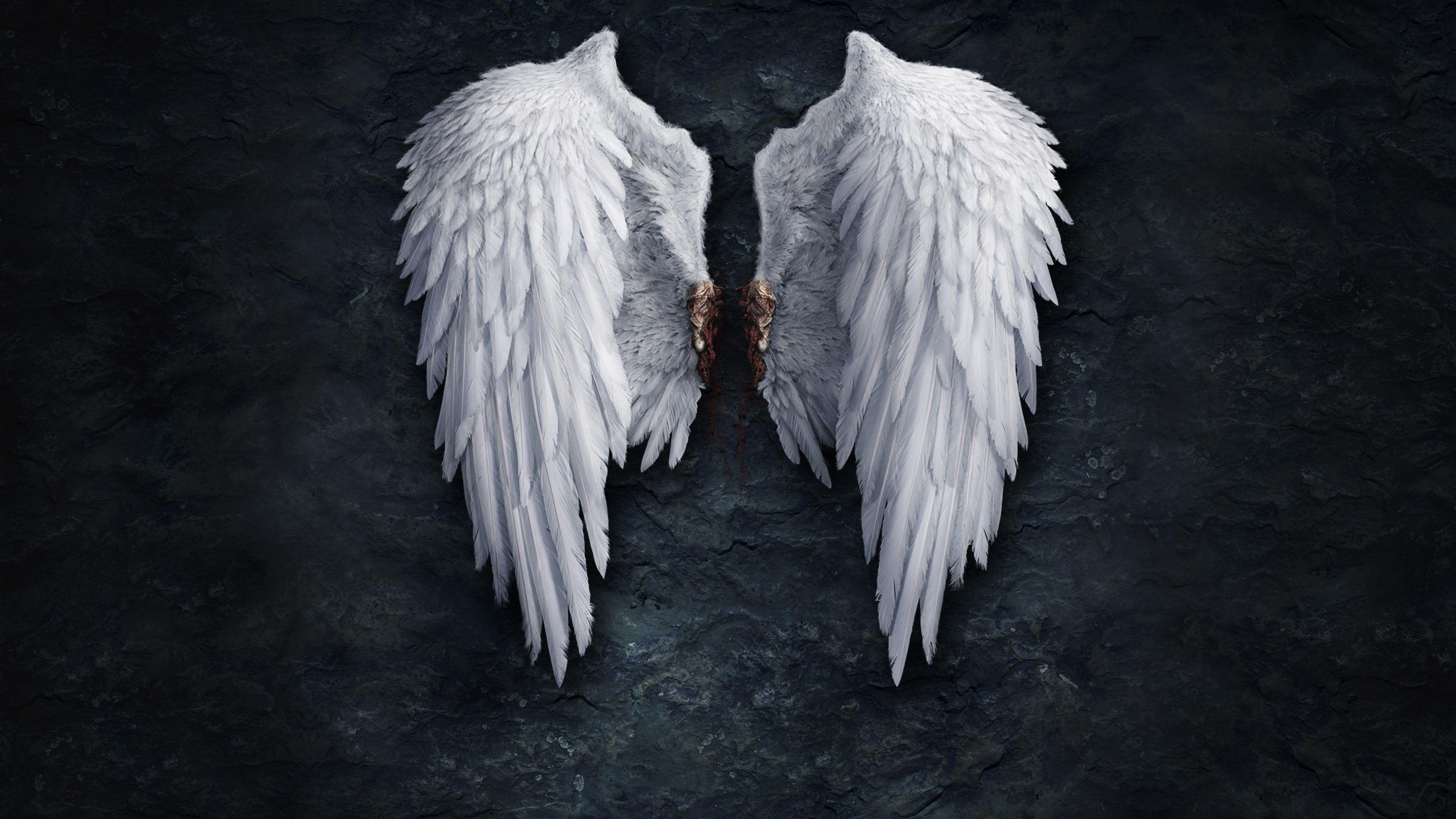 3840x2160 Download 3840x2160 Angel Wings, Feathers Wallpaper for UHD TV