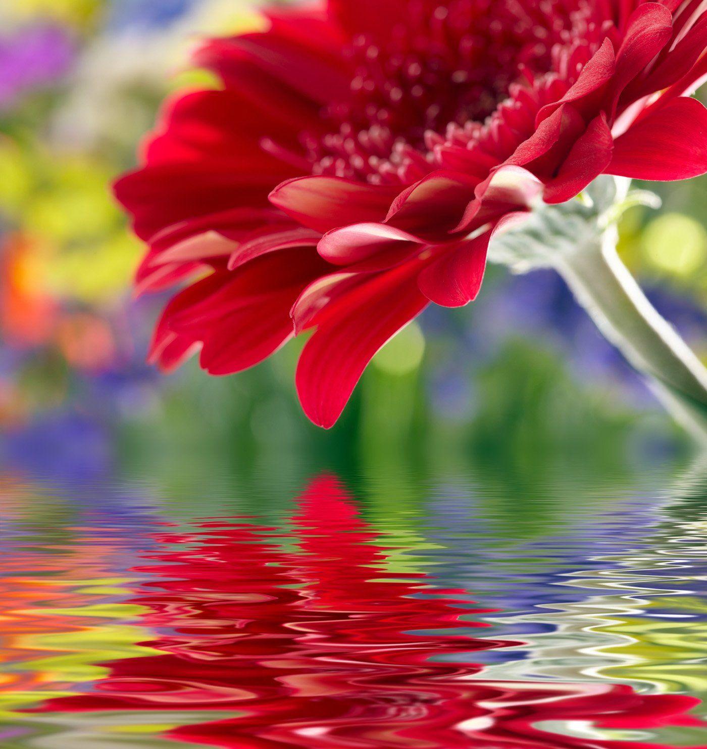 1400x1482 Free download Flowers wallpaper 31077 Flower Wallpaper Flowers [1400x1482] for your Desktop, Mobile & Tablet. Explore Wallpaper Flowers Image. Flowers Wallpaper for Desktop, Floral Wallpaper