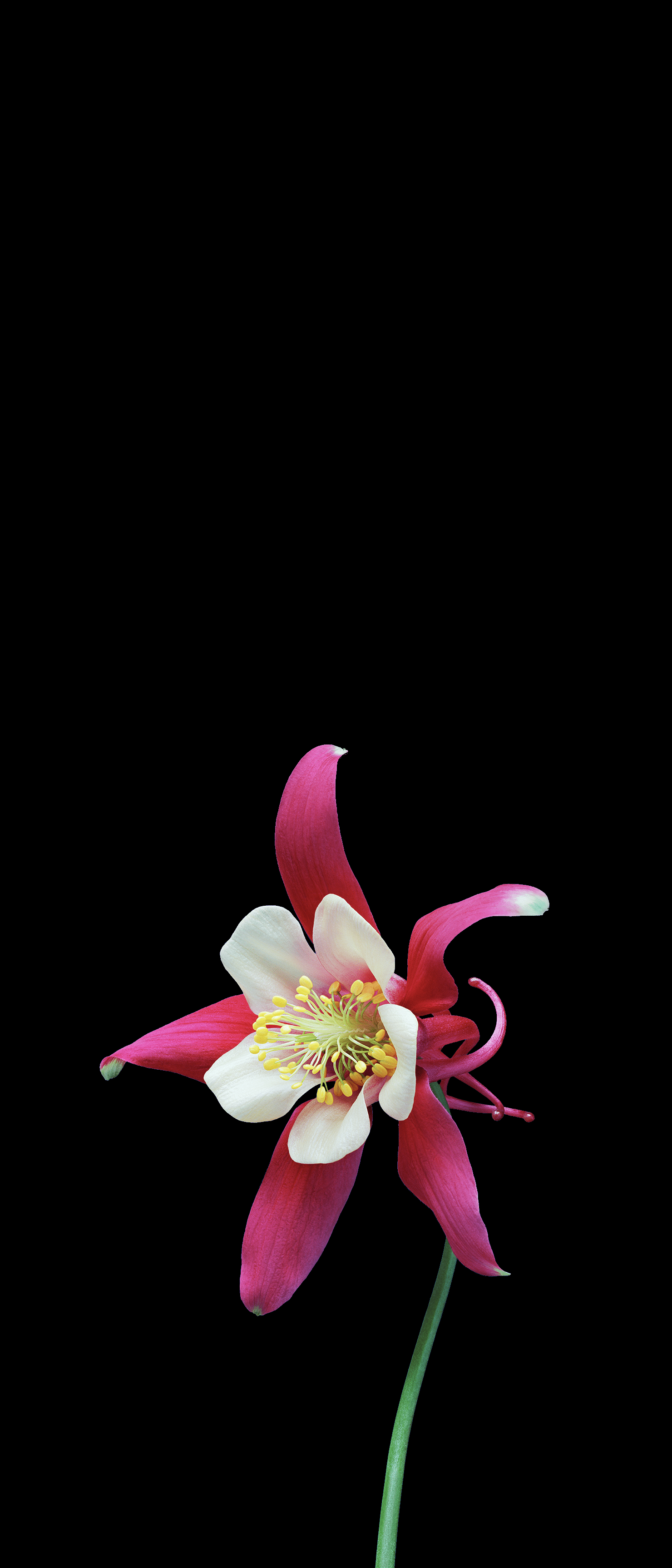 1480x3452 A collection of flower wallpaper from ios ; all > [1080x2520] (21:9)