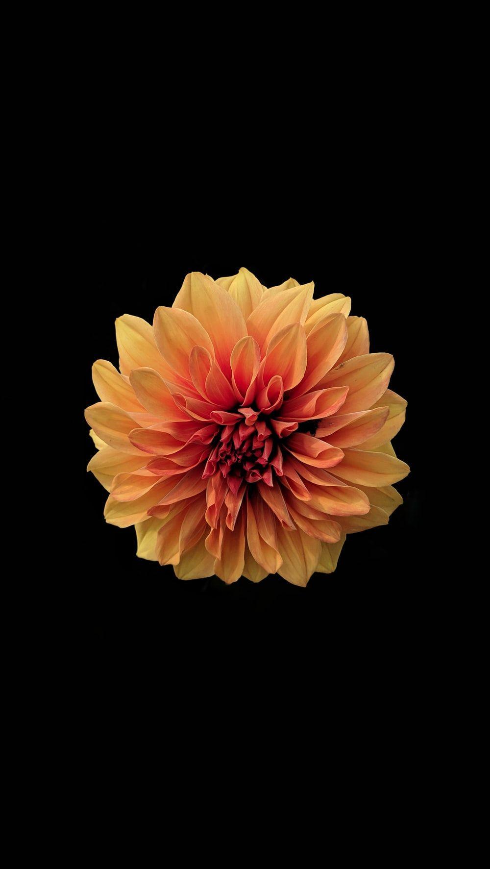 1000x1773 Flower Wallpaper